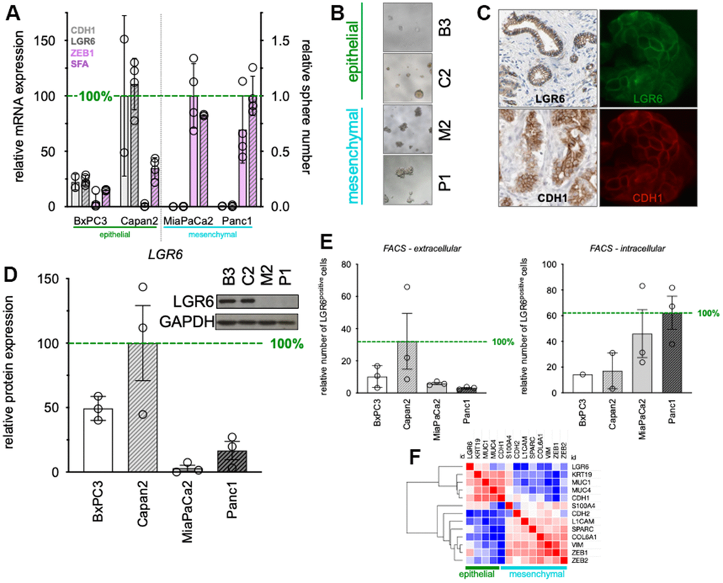 Baseline expression of LGR6 in PDAC cell lines. (A) qPCR of epithelial (CDH1), mesenchymal (ZEB1) markers, and LGR6. In addition, sphere-formation capacity (SFA) was evaluated. (B) Morphology of defined epithelial and mesenchymal PDAC cell lines; (C) Immunohistochemistry (left panels, Protein atlas) and immunofluorescence staining LGR6 (green) and E-cadherin (red) in Capan2; (D) Western blot analysis of LGR6 in pancreatic cancer cell lines. Quantification is shown as normalized to Capan2; (E) Flow cytometric analysis of extra- and intra-cellular LGR6 in pancreatic cancer cell lines; (F) Clustering analysis of the TCGA databank on PDAC identified LGR6 with epithelial marker group *, P