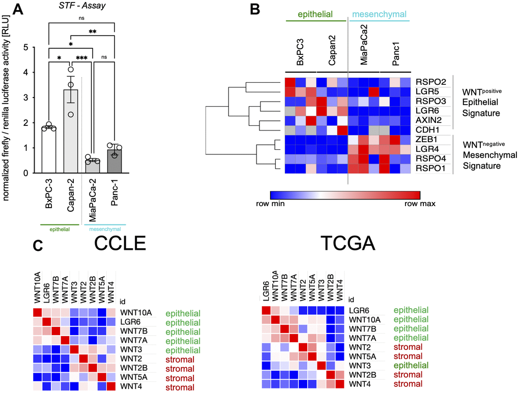 LGR6 expression correlates with epithelial signatures. (A) Super TOP/FOP assays (STF assay) revealed higher baseline WNT activity levels in epithelial (green) vs. mesenchymal (blue) pancreatic cancer cells. (B) Clustering of gene expression in the same cell lines affiliates LGR6 with WNTpositive epithelial signature, whereas the WNTnegative mesenchymal signature was highly expressed in mesenchymal PDAC cell lines (blue). (C) Epithelial WNT niche subtypes described by Seino and colleagues clustered with LGR6 in CCLE and TCGA datasets. *, P