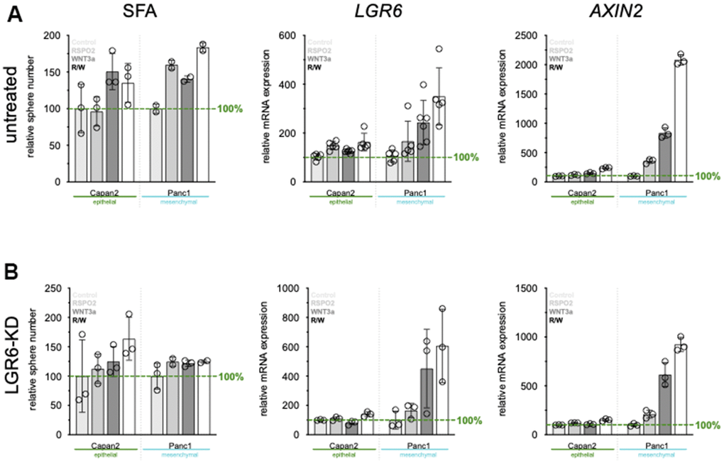 LGR6 depletion correlates with reduced cancer stemness. (A) sphere formation ability (SFA) and qPCR of LGR6 and WNT target gene AXIN2 in vector control treated cells. Stimulation with RSPO2, WNT3a or its combination leads to increased SFA, and LGR6/AXIN2. Knock-down of LGR6 (B) reduces SFA and influences LGR6 and AXIN2 gene expression, suggesting partial regulation of canonical WNT through LGR6.