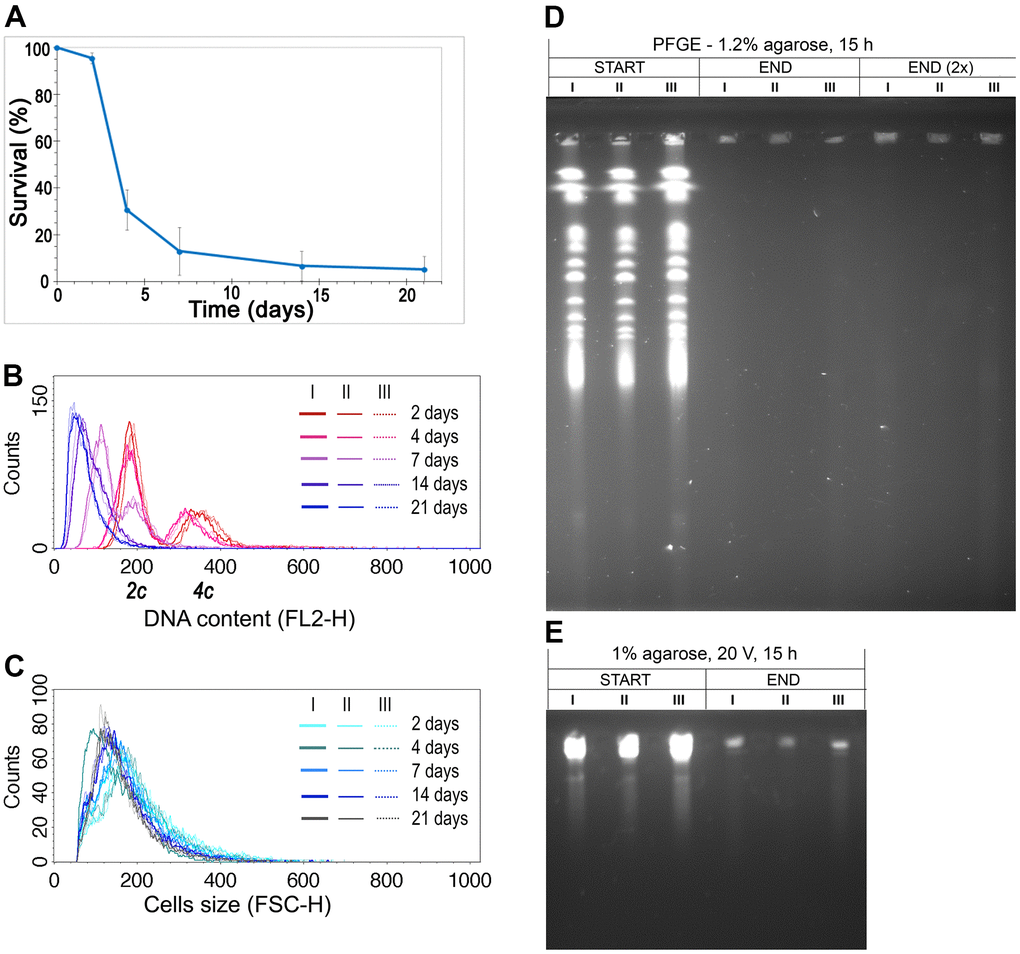 DNA content reduction is associated with the CLS of the diploid yeast. (A) CLS of diploid (BY4743) wild-type strain. The mean from three biological repetitions is shown. Bars indicate standard deviations. (B) Changes in the DNA content of the WT (BY4743) strain during CLS were assessed by flow cytometry of propidium iodide-stained cells. Three biological repetitions labeled I, II, and III are shown. 2c, two DNA content (DNA content typical for diploid in G1 phase), 4c, four DNA content (DNA content typical for diploid in G2 phase of the cell cycle) (C) The cell size changes observed in the WT (BY4743) strain during CLS assessed by flow cytometry. Three biological repetitions are shown. (D, E) The genome integrity of yeast cells, subject to CLS, at the 2nd day (START) and 21st day (END) of the experiment. Chromosome integrity was assessed by PFGE (D) and classical agarose electrophoresis (E). Three biological repetitions were analyzed. END (2×), for better DNA visualization, the amount of analyzed sample was doubled.