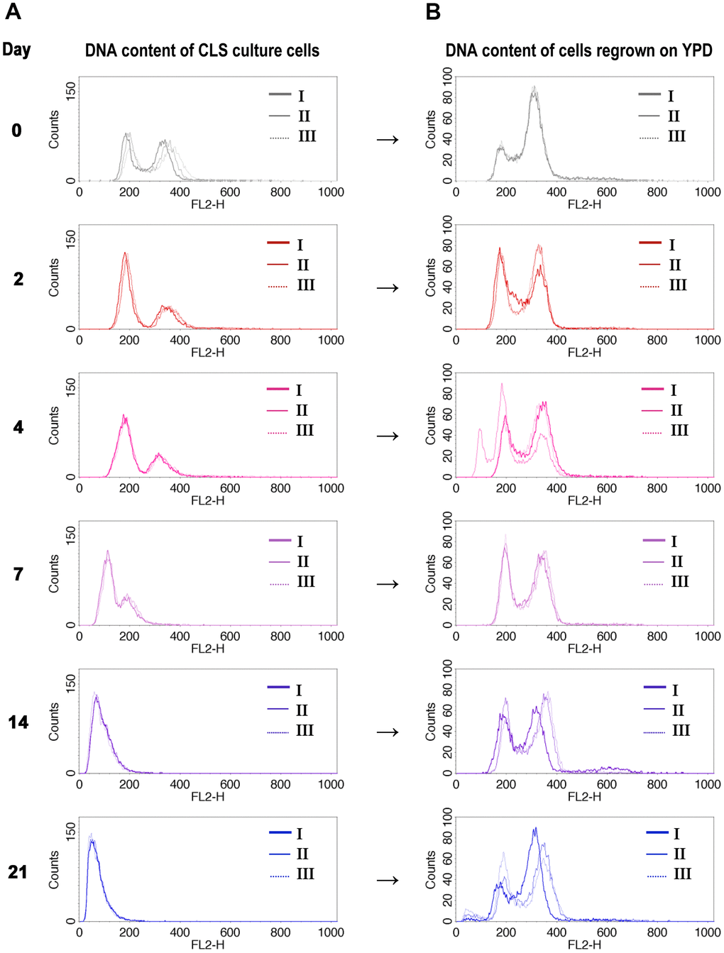 DNA content of cells that survived CLS assay is diploidal. DNA content of wild-type diploid cells (BY4743) during CLS showed ploidy reduction (A), but only diploids (or near-diploids) can survive and start to grow when transferred to the fresh medium (B). The I, II, III labels indicate the biological repetition.