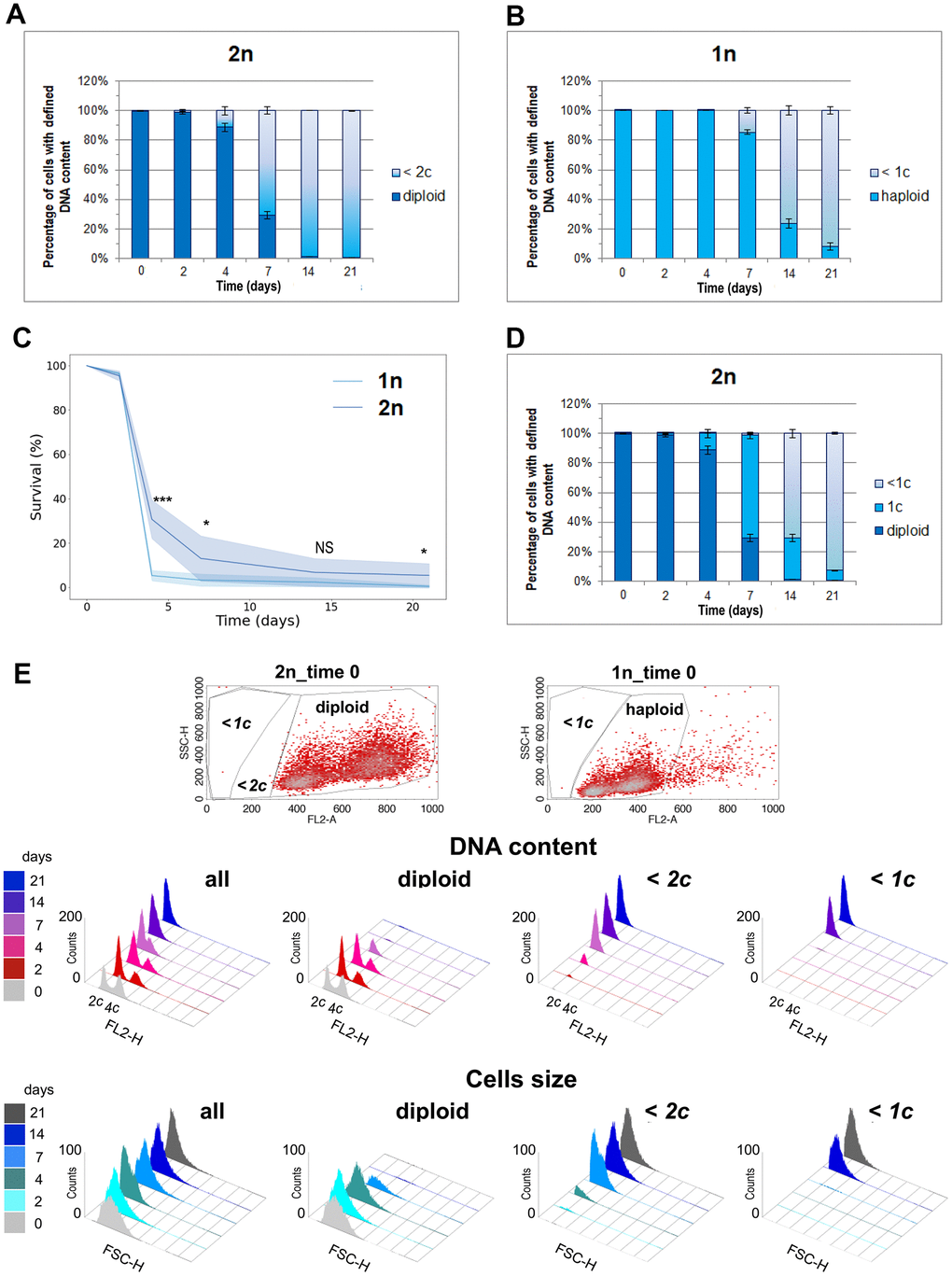 One DNA content permits the survival of the CLS assay. (A) The number of cells with diploid and lower than 2c DNA content was observed at different time points during CLS of the diploid (BY4743) strain. (B) Number of cells with haploid and lower than 1c DNA content observed in different time points during CLS of haploid (BY4741) strain. (C) Comparison of survival rate of diploid (BY4743) versus haploid (BY4741) wild-type strains during CLS assay. The mean from three biological repetitions is shown. Bars indicate standard deviations. Statistical significance was assessed using ANOVA and Dunnett’s post hoc test (* p p D) Number of cells with diploid, 1c, and lower than 1c DNA content observed in different time points during CLS of diploid (BY4743) strain. (A, C, D) The mean from three biological repetitions is shown. Bars indicate standard deviations. (E) Flow cytometry results show changes in the DNA content and cell size during the CLS experiment in the whole cell population and its fractions defined as diploids and cells with DNA contents lower than 2c or 1c. The upper panel shows scatter plots for exponentially grown haploid and diploid strains, which enabled the setting up of gating conditions to determine specific subpopulations.