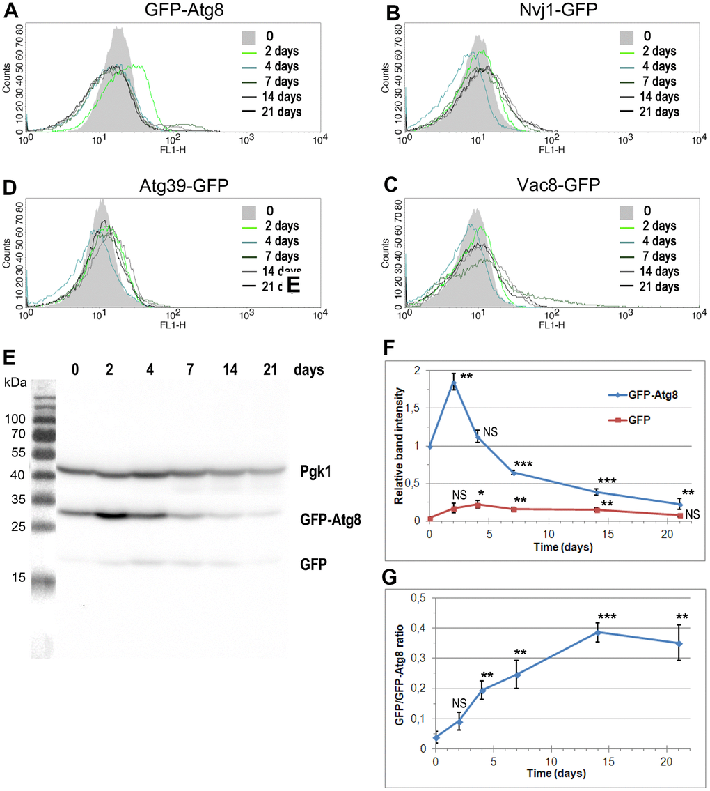 The changes in the level of autophagy markers during CLS assay. (A–D) The level of autophagy markers in the strains carrying fluorescently tagged GFP-Atg8 (YTE17) (A), Nvj1-GFP (YTE18) (B), Vac8-GFP (YTE19) (C), and Atg39-GFP (YTE20) (D) measured by flow cytometry. The mean from three independent biological repetitions is shown. (E) The level of GFP-Atg8 and its degradation product, free GFP, in the YTE17 strain, visualized by immunoblotting with anti-GFP antibody. One of three independent biological replicates is shown. (F, G) The quantification of western blot results. (F) The level of GFP-Atg8 and its degradation product GFP was normalized to the Pgk1 level and expressed relative to the GFP-Atg8 level at time 0 (protein level in the exponential growth phase). (G) The graph shows the GFP/GFP-Atg8 ratio at various time points. Data for each time point was normalized to the Pgk1 level. The mean of three biological replicates is shown for each time point. Bars indicate standard deviations. Statistical significance with respect to time 0 was assessed using the Student T-test (* p p p 