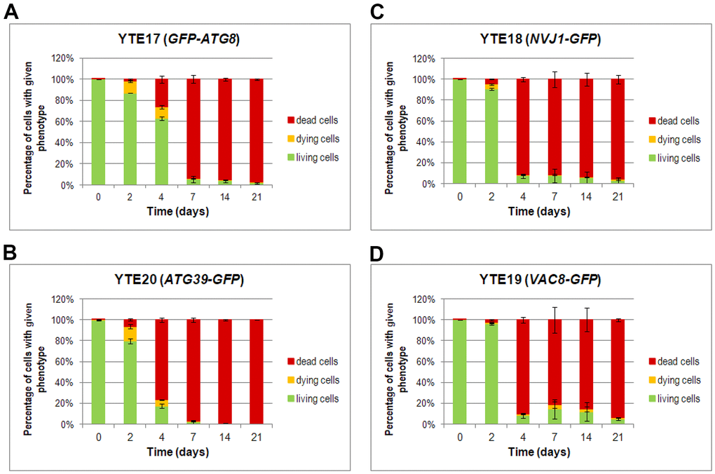 Changes in the cell viability during CLS, measured by flow cytometry. Cells of YTE17 (GFP-ATG8), YTE20 (ATG39-GFP), YTE18 (NVJ1-GFP), and YTE19 (VAC8-GFP) strains were stained with PI, and fluorescence signals were analyzed in two channels: FL1-H (for GFP) and FL2-H (for PI-stained cells) by flow cytometry in each day of the CLS experiment. According to the presented fluorescence signal, cells in the population were divided into three subpopulations: living, dying, and dead. See Supplementary Material Figures for gating conditions and histograms for each channel for strains and time points. (A–D) The flow cytometry results quantification was shown as a percentage of cells presenting a given phenotype in the population at a specific time point. Three biological repetitions were performed; and 10,000 events were analyzed for every strain and time point. Graphs show the mean of all biological repetitions; whiskers represent standard deviations. Results obtained for YTE17 (GFP-ATG8) (A), YTE20 (ATG39-GFP) (B), YTE18 (NVJ1-GFP) (C), and YTE19 (VAC8-GFP) (D) are shown.