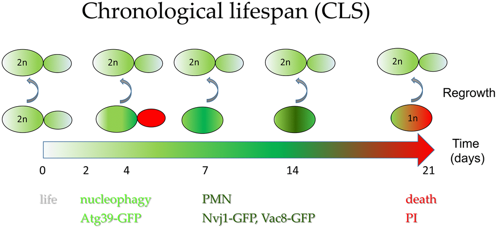 Autophagy contributes to cells’ survival during chronological aging. Simplified hypothetical model of diploid cell aging showing (1) activation of nucleophagy at the time of the steepest drop in cells survival during CLS experiment and (2) activation of PMN allowing removal of damaged DNA from the nucleus, likely preventing DNA rearrangements. The unusual phenotype of temporal accumulation of cells with propidium iodide-labeled buds is encompassed in the scheme. This scheme also underlines that cellular DNA content is gradually lost with time during chronological aging, up to the haploid level. Still, only diploid cells can regrow. PMN - piecemeal microautophagy of nucleus; PI - propidium iodide-stained cells.