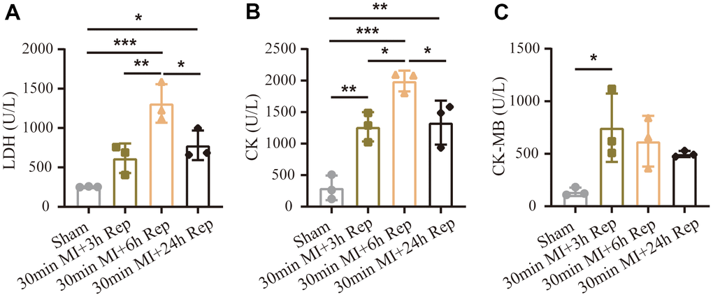 Effect of reperfusion duration on myocardial enzyme release. (A) Myocardial enzyme concentrations of LDH. (B) Myocardial enzyme concentrations of CK. (C) Myocardial enzyme concentrations of CK-MB (n = 3 : 3 : 3 : 3). MI=Myocardial infarction, Rep=reperfusion. Data are shown as mean ± SD. One-way ANOVA followed by Tukey post hoc test was used for statistical comparisons between multiple groups. *P P P 