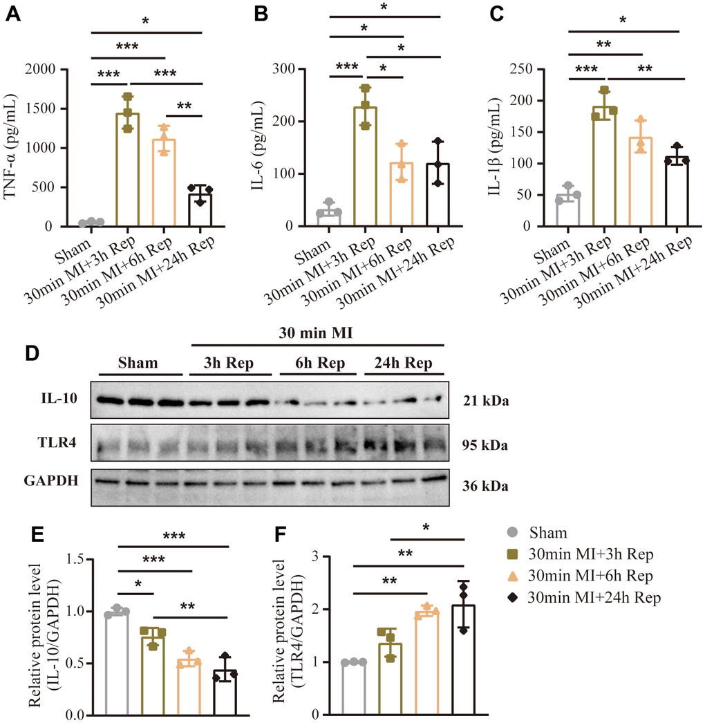 Dynamic changes in serum inflammatory cytokines following reperfusion. (A) Serum inflammatory cytokines concentrations of TNF-α. (B) Serum inflammatory cytokines concentrations of IL-6. (C) Serum inflammatory cytokines concentrations of IL-1β (n = 3 : 3 : 3 : 3). (D) Representative western blot and (E, F) statistical data of myocardium inflammation by detection of IL-10 and TLR4 expression levels in mouse hearts treated as indicated (n = 3 : 3 : 3 : 3). MI=Myocardial infarction, Rep=reperfusion. Data are shown as mean ± SD. One-way ANOVA followed by Tukey post hoc test was used for statistical comparisons between multiple groups. *P P P 