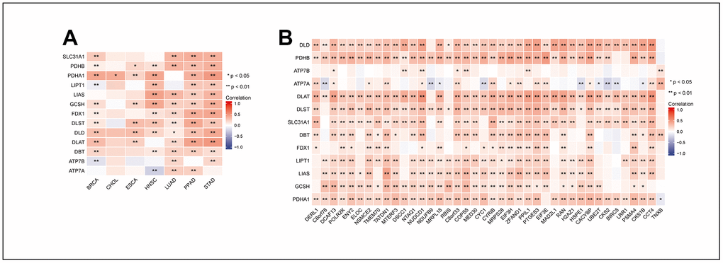 Correlation between MRPL13 and the genes that MRPL13-related with cuproptosis related genes in pan-cancer. (A) Correlation between the expression levels of MRPL13 and cuproptosis related genes in pan-cancer. (B) Correlation between the expression levels of the genes that MRPL13-related and cuproptosis related genes. * p 