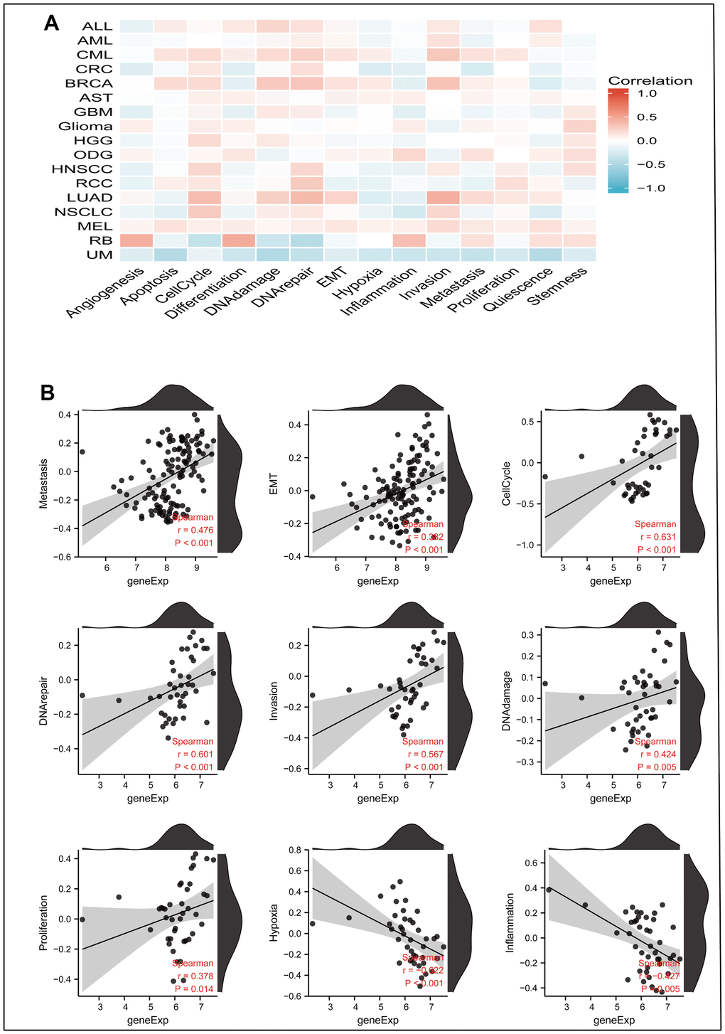 The correlation between MRPL13 expression and 14 cancer functional states using single-cell sequence data from the Cancer-SEA database. (A) The correlation between MRPL13 expression and 14 cancer functional states in pan-cancer. (B) The expression of MRPL13 is positively correlated to Metastasis, Cell-Cycle, DNA-repair, Invasion, DNA-damage, Proliferation of LUAD. The expression of CENPL is negatively correlated to the Hypoxia, Inflammation of LUAD.