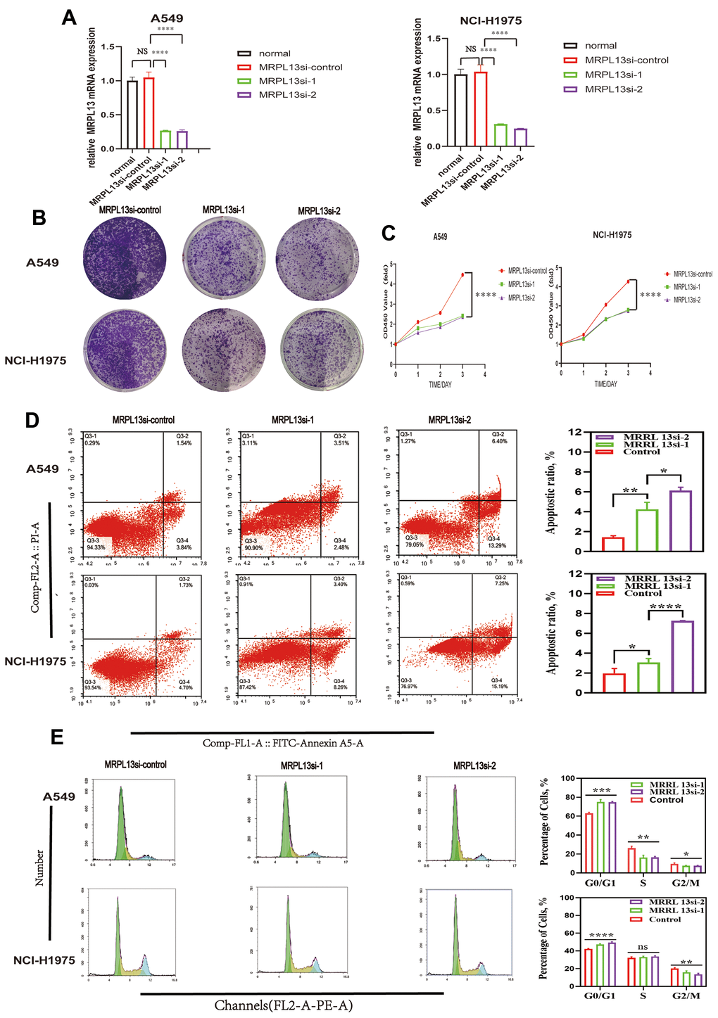 Effect of MRPL13 down-regulation on the proliferation, cell cycle, apoptosis of LUAD. (A) MRPL13 knockdown validation in A549 and NCI-H1975. (B, C) CCK8 and Colony formation detection of the effect of down-regulation of MRPL13 expression on the proliferation of LUAD cells. (D) The percentage of apoptosis in control group and MRPL13 down-regulated group was analyzed by flow cytometry. (E) The effect of low expression of MRPL13 on cell cycle distribution was detected by flow cytometry. *p-value 