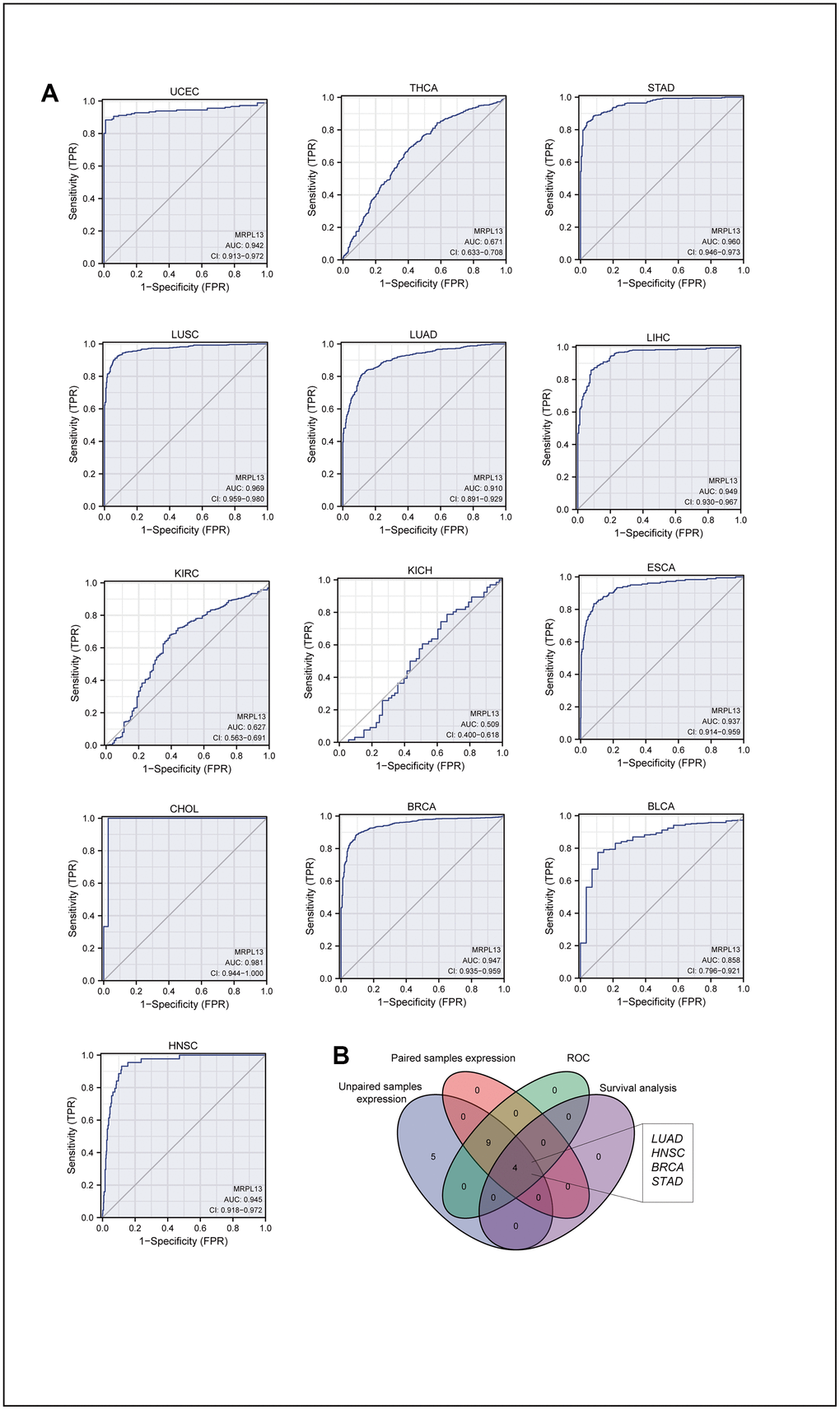 AUC of ROC curves verified the diagnosis performance of MRPL13 in the TCGA cohort. (A) ROC curve shows the value of MRPL13 in the diagnosis of patients with Pan-cancer, including UCEC, THCA, STAD, LUSC, LUAD, LIHC, KIRC, KICH, ESCA, CHOL, BRCA, BLCA, HNSC. (B) Venn diagram showed the intersection of cancer in pan-cancer, which was significant in expression, diagnostic performance and prognosis analysis.