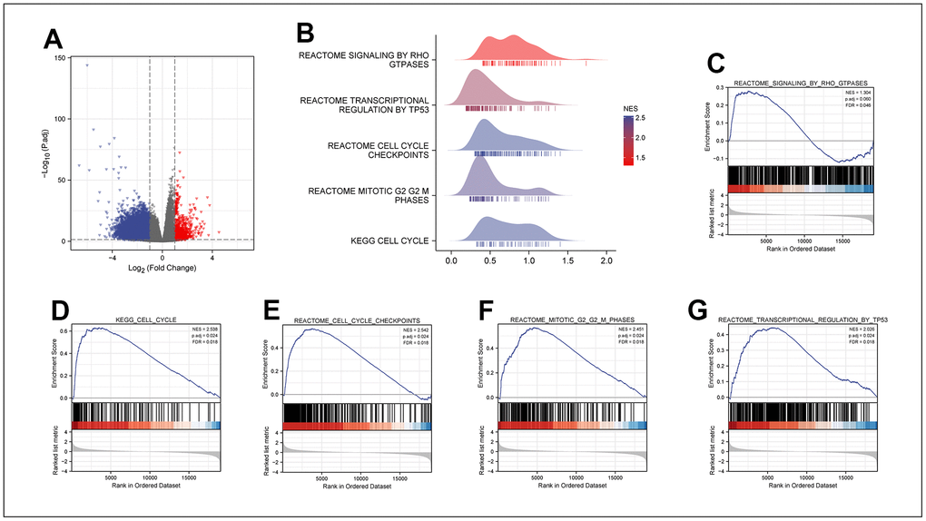 DEGs between MRPL13 high and low expression groups in LUAD. (A) The volcano map of DEGs (red: upregulation; blue: downregulation). (B) GSEA enrichment analysis results of high and low MRPL13 differential genes visualized in Ridgeline plot. (C–G) GO and KEGG analyses for samples with high and low MAZ expression in LUAD.