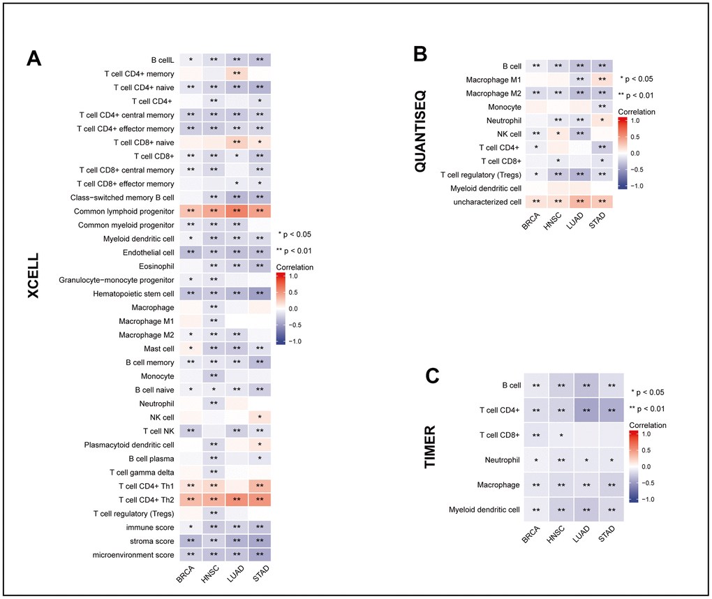 The relationship between MRPL13 and tumor immune infiltrating cells in BRCA, LUAD, HNSC and STAD. (A–C) The correlation between MRPL13 expression and immune cell infiltration was analyzed by XCELL, QUANTISEQ and TIMER algorithm. *p 