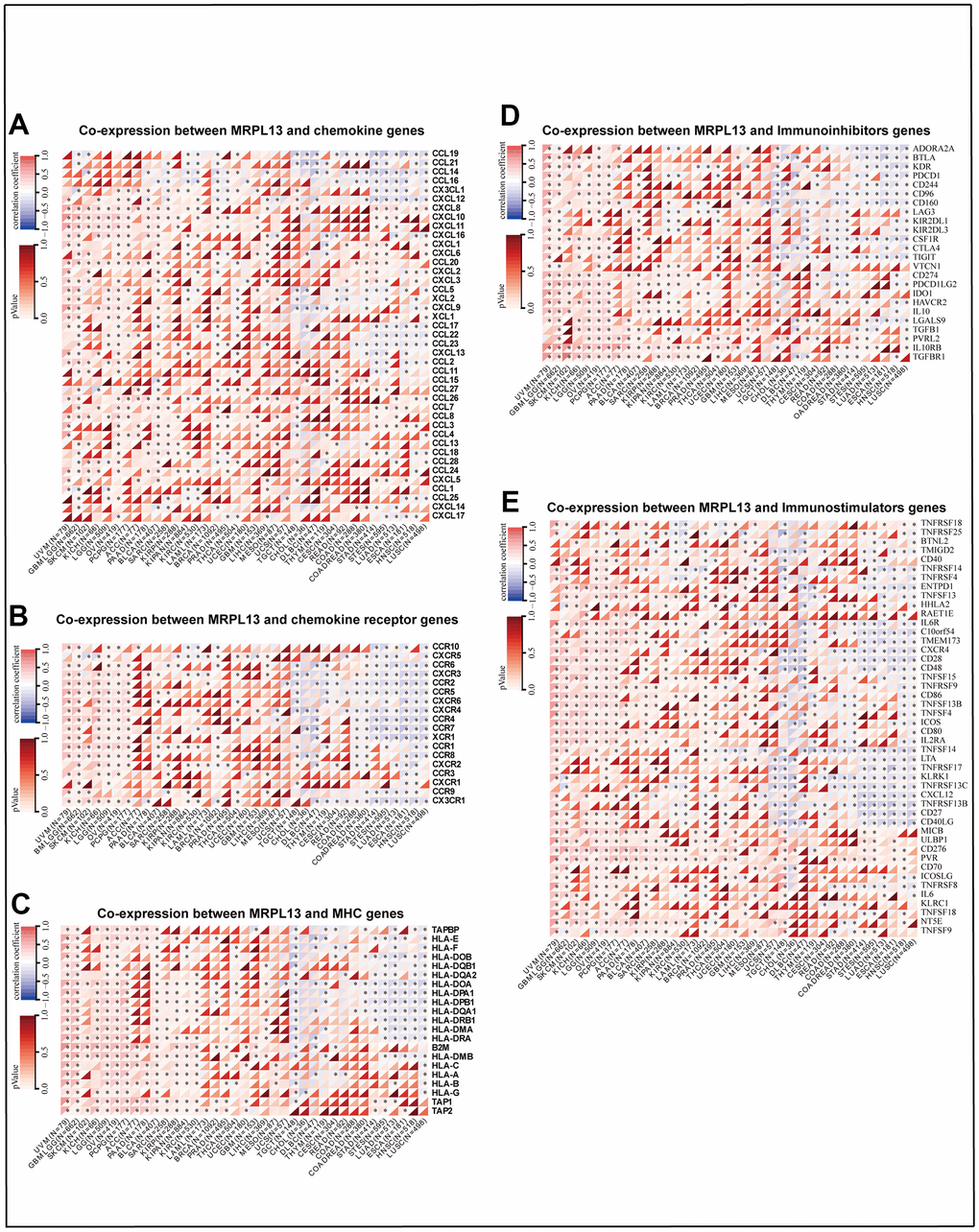 Heatmaps indicating the co-expression of MRPL13 with immune-relevant genes in pan-cancer. (A) Co-expression between MRPL13 and chemokine genes. (B) Co-expression between MRPL13 and chemokine receptor genes, (C) Co-expression between MRPL13 and MHC genes. (D) Co-expression between MRPL13 and Immunoinhibitors genes. (E) Co-expression between MRPL13 and Immunostimulators gene. *p-value 