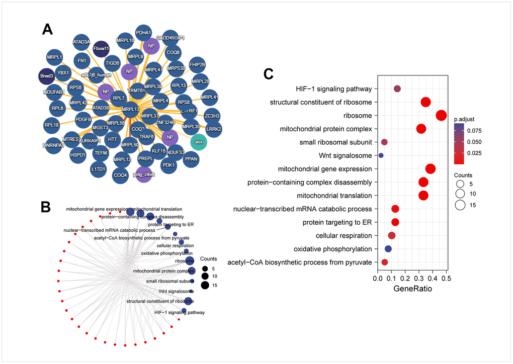 PPI network and enrichment analysis of MRPL13-binding proteins. (A) PPI network; (B) visual network of GO analysis (red: molecular; blue: enrichment results). (C) KEGG/GO analysis.