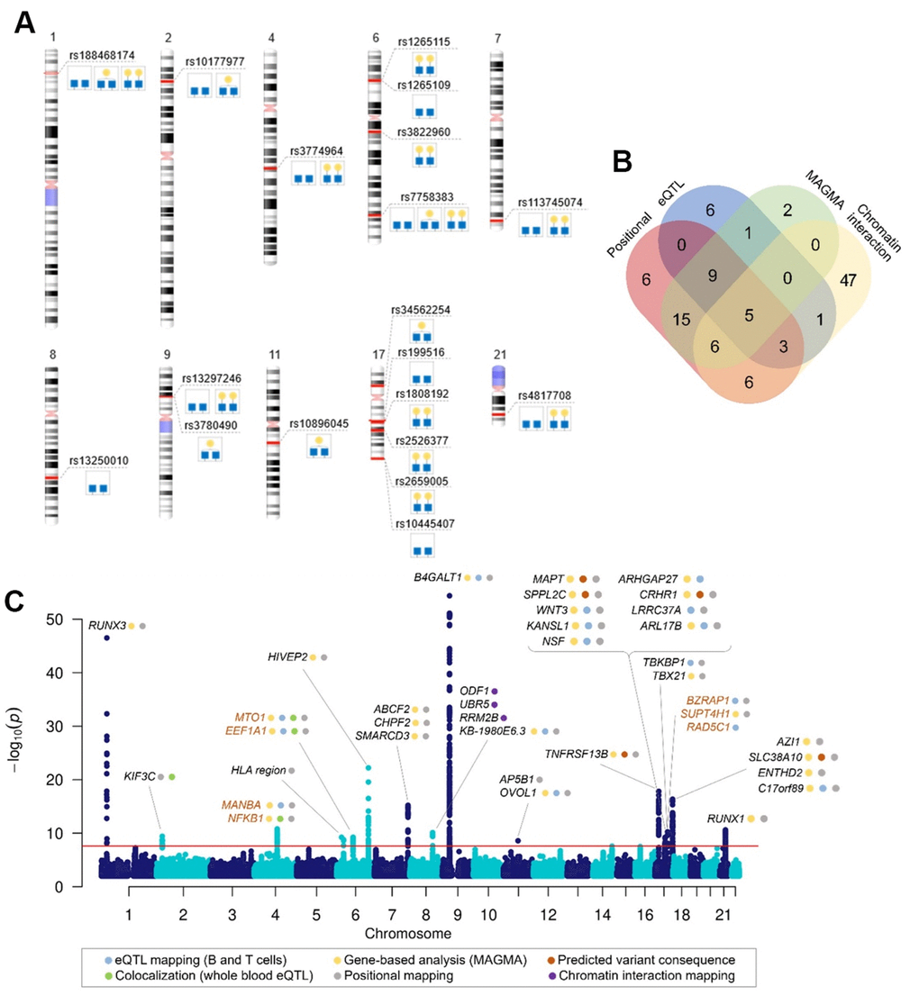 Genome-wide significant associations with galactosylation phenotypes. (A) Top SNP in identified genomic regions for each associated trait, (B) Venn diagram showing the number of genes mapped by positional mapping, chromatin interaction mapping, eQTL mapping and genome-wide gene-based association analysis (MAGMA), (C) Manhattan plot of genome-wide significant associations in IgG galactosylation GWAS with prioritized genes in each locus. Plot shows -log10(p-values) of association on y-axis and SNPs ordered by chromosomal location on x-axis. Red line indicates the genome-wide significance threshold (2.5 ×10-8). Orange gene names indicate novel loci associated with IgG glycosylation.