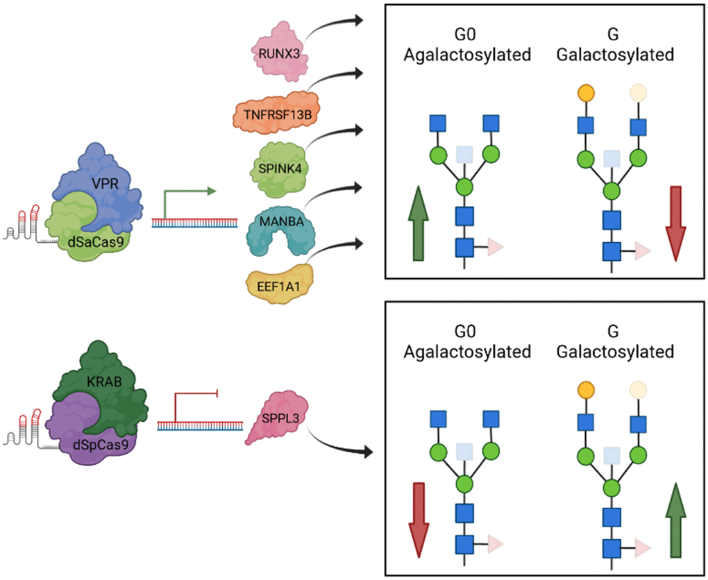 A graphical review of up-to-date functional validation of GWAS hits associated with IgG glycosylation using HEK293FS transient expression system with stably integrated dCas9-VPR or dCas9-KRAB fusions. When specific gRNA targeted dCas9-VPR to two estrogen associated genes, RUNX3 and SPINK4 (Mijakovac et al. 2021), as well as to the TNFRSF13B, MANBA and EEF1A1 loci, transcription was upregulated that resulted in decreased levels of galactosylated (red arrow within box), increased levels of agalactosylated IgG glycan structures (green arrow within box) or both. Downregulated transcription of SPPL3 resulted in an increase in galactosylated structures with a concomitant decrease in agalactosylated IgG glycan structures. Protein structures do not depict true protein structures in humans, generic protein shapes are chosen for easier visualization. Figure was created with BioRender.com. Accessed on 16 November 2021.