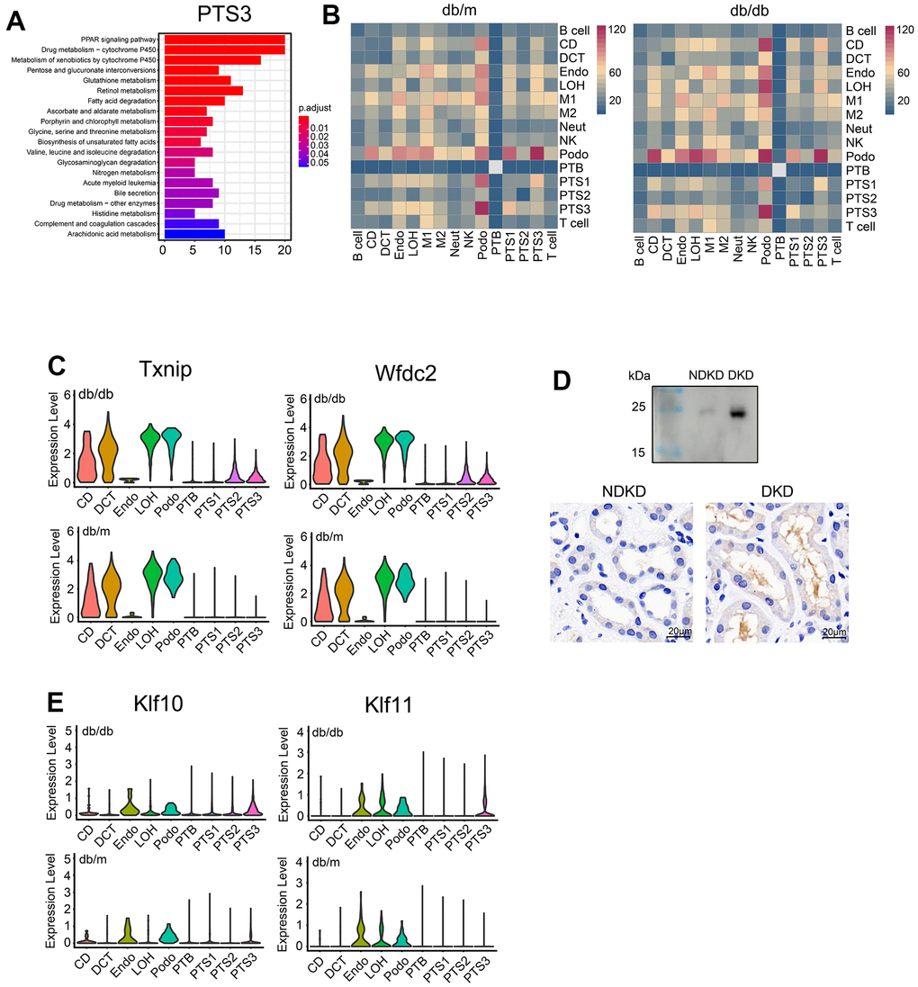 Comparative analysis of differentially expressed genes between db/db and db/m mice. (A) Functional enrichment analysis of the upregulated genes in the PTS3 cluster based on KEGG pathway analysis. The color corresponds to the significance values. (B) Heatmap showing the numbers of cell–cell interactions in the scRNA-seq datasets of db/m mice and db/db mice. The strength of cell–cell communication is indicated by color intensity. (C) Differential expression of Txnip and Wfdc2 in db/db and db/m mice. (D) Wfdc2 expression in the morning urine and kidneys of patients with diabetic kidney disease (DKD) and non-diabetic kidney disease (NDKD) controls, as analyzed by western blotting and immunohistochemistry. (E) Violin plots showing the expression of Klf10 and Klf11 in the kidneys of db/db and db/m mice.