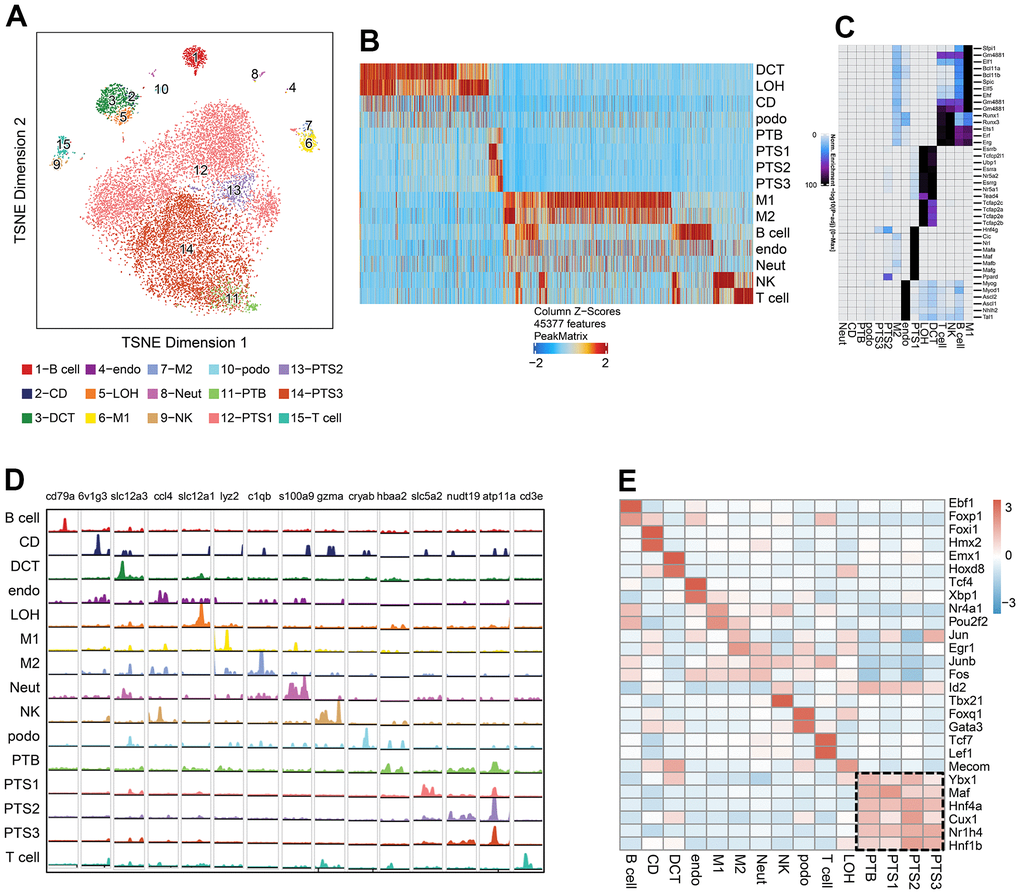 Single-cell chromatin accessibility analysis of db/db and db/m mice. (A) tSNE of scATAC-seq data from db/db and db/m mice kidney cells, colored by cell type. B cell, B lymphocytes; CD, collecting duct; DCT, distal convoluted tubule; Endo, endothelial cells; LOH, loop of Henle; M1, classical macrophage; M2, alternatively activated macrophage; NK, natural killer cell; Neut, neutrophil progenitor; Podo, podocyte; PTB, proximal tubule brush; PTS1, first segment of the proximal tubule; PTS2, second segment of the proximal tubule; PTS3, third segment of the proximal tubule; T cell, T lymphocytes. (B) Cell type-specific peaks in scATAC-seq data. (C) Cell type-specific transcription factor (TF) expression based on integrative analysis of scATAC-seq and scRNA-seq data. (D) Browser tracks of marker genes from scRNA-seq data in each cell type based on scATAC-seq data. (E) Heatmap showing the expression of cell type-specific positive TFs in each cluster, with the expression level indicated by color intensity.