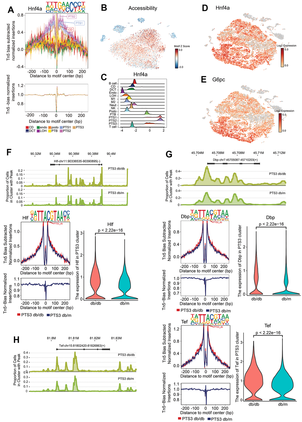 Specific transcription factors in the proximal tubules. (A) Footprinting of Hnf4a. (B) The chromatin accessibility of the region that Hnf4a bound was visualized using tSNE, with the accessibility level indicated by color intensity. (C) Differential motif enrichment analysis of Hnf4a: density map showing the distribution of motif deviation coefficient values. (D, E) Expression of Hnf4a and G6pc (target gene of Hnf4a), with the expression level indicated by color intensity. (F) Peak distribution, footprinting, and expression of Hlf in the PTS3 cluster of db/db and db/m mice. (G) Peak distribution, footprinting, and expression of Dbp in the PTS3 cluster of db/db and db/m mice. (H) Peak distribution, footprinting, and expression of Tef in the PTS3 cluster of db/db and db/m mice.