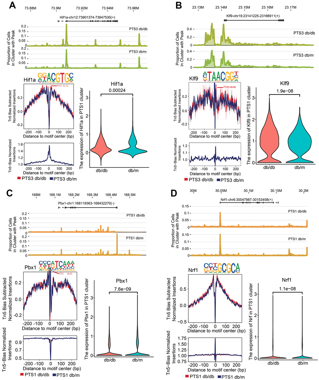 Kidney injury-related transcription factor (TF) analysis in the PTS1 and PTS3 clusters. (A) Peak distribution, footprinting, and expression of Hif1a in the PTS3 cluster of db/db and db/m mice. (B) Peak distribution, footprinting, and expression of Klf9 in the PTS3 cluster of db/db and db/m mice. (C) Peak distribution, footprinting, and expression of Pbx1 in the PTS1 cluster of db/db and db/m mice. (D) Peak distribution, footprinting, and expression of Nrf1 in the PTS1 cluster of db/db and db/m mice.