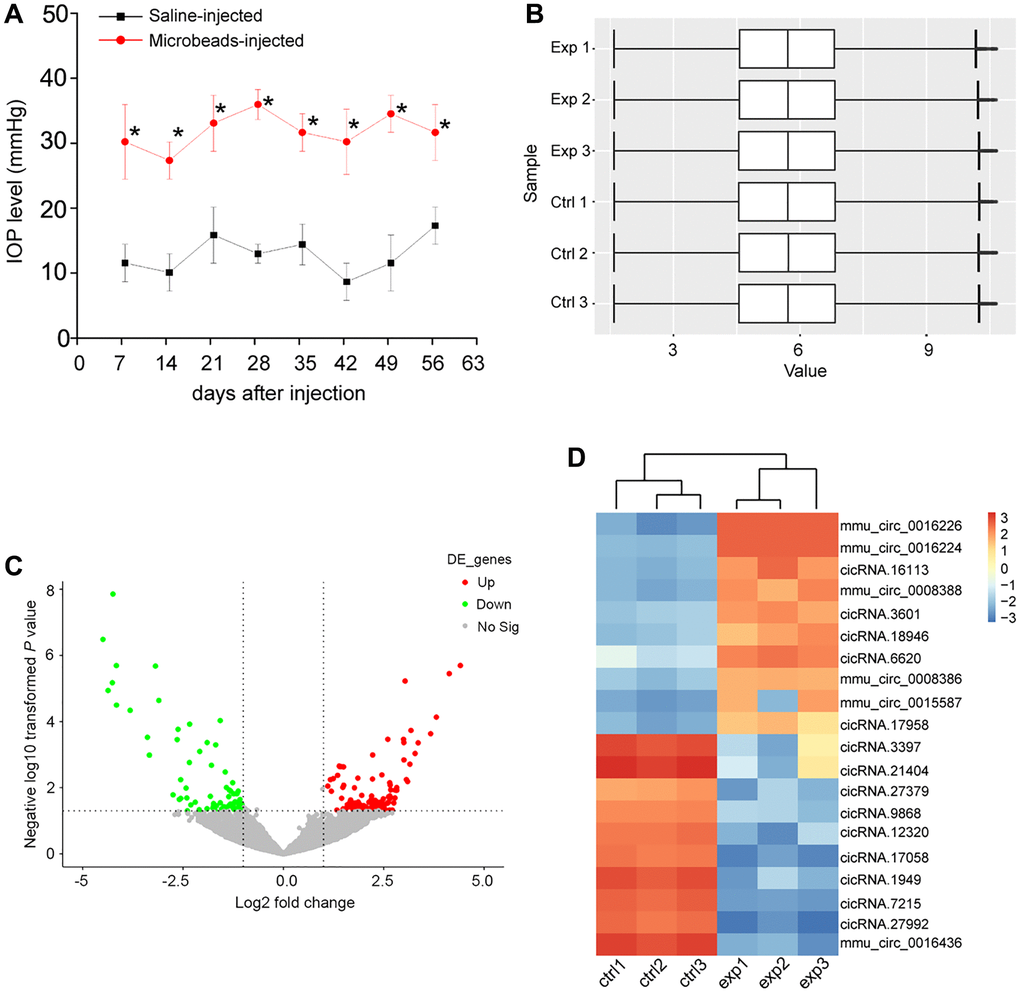 Identification of differentially expressed circRNAs during retinal neurodegeneration induced by ocular hypertension. (A) Retinal neurodegeneration was induced via anterior chamber injections of microbeads. The experimental group received anterior chamber injections of microbeads suspension to induce ocular hypertension, while the control group received anterior chamber injections of the same volume of saline suspension. Another injection of microbeads or saline solution was conducted 4-weeks after the initial injection. IOP levels in PBS buffer-injected retinas (Saline eyes) and microbeads-injected retinas (injected eyes) were shown (n = 5 animals; *P t test). (B) Box plot was used to show the scale and expression distribution of circRNAs across different samples, which contained the boxes with a central line and two tails. The central line was data median and the tails were the upper and lower quartiles. (C) Volcano plots were plotted to show the differentially expressed circRNAs between microbeads-injected retinas and saline-injected retinas. (D) The heatmaps were generated via hierarchical cluster analysis to display the top 10 up-regulated and top 10 down-regulated circRNAs between microbeads-injected retinas and saline-injected retinas.