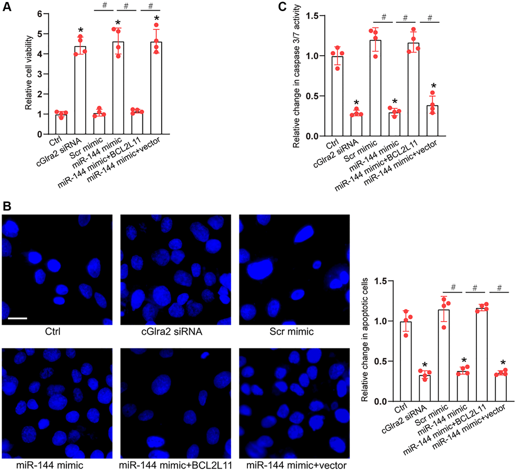 cGlra2/miR-144/BCL2L11 signaling axis is involved in regulating RGC function. (A–C) RGCs were transfected with Scr siRNA, cGlra2 siRNA, scramble (Scr) mimics, miR-144 mimics, miR-144 mimics plus pcDNA3.1-BCL2L11, miR-144 mimics plus pcDNA3.1 (vector) or left untreated (Ctrl) for 12 h and then exposed to H2O2 (100 μmol/L) to mimic oxidative stress for additional 36 h. CCK-8 assays were performed to detect RGC viability (A, n = 4). Hoechst staining and quantification analysis was performed to detect the change of nuclei morphological characteristics of RGCs (B, n = 4, Scale bar: 50 μm). Caspase 3/7 activity was performed to detect the degree of RGC apoptosis (C, n = 4). *P #P 