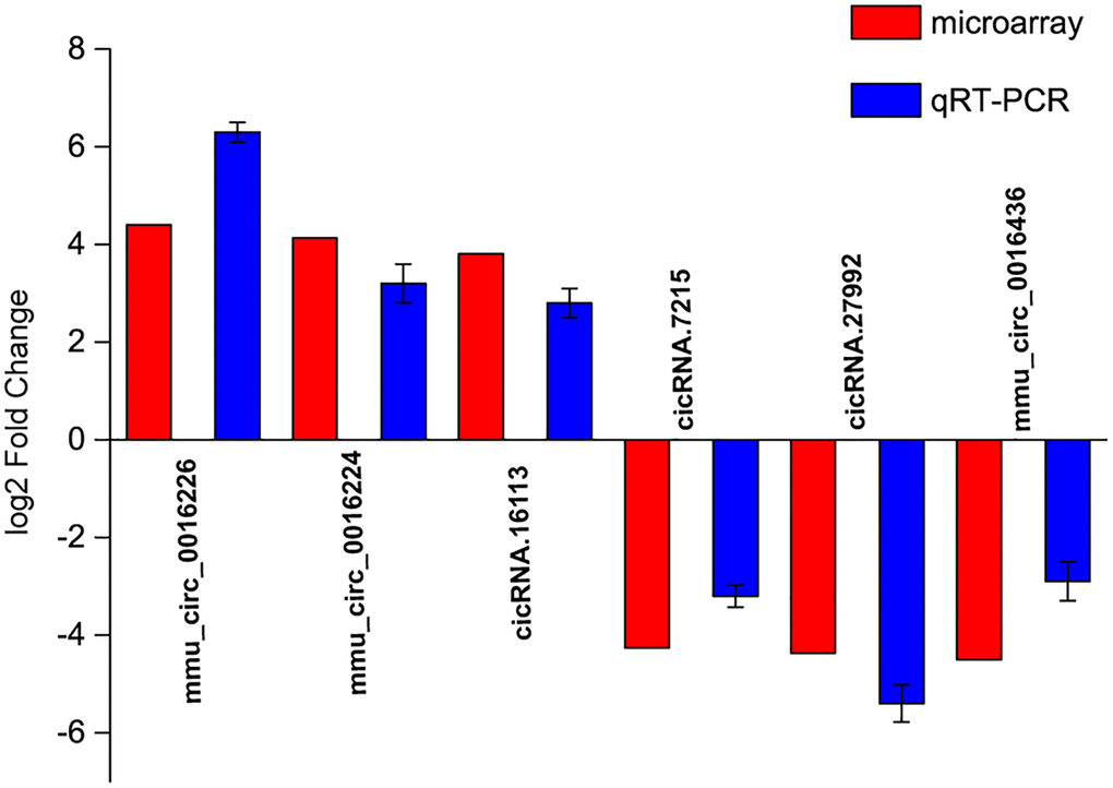 Validation of detection accuracy of circRNA microarray by qRT-PCR assays. qRT-PCR assays were conducted to compare the expression pattern of mmu