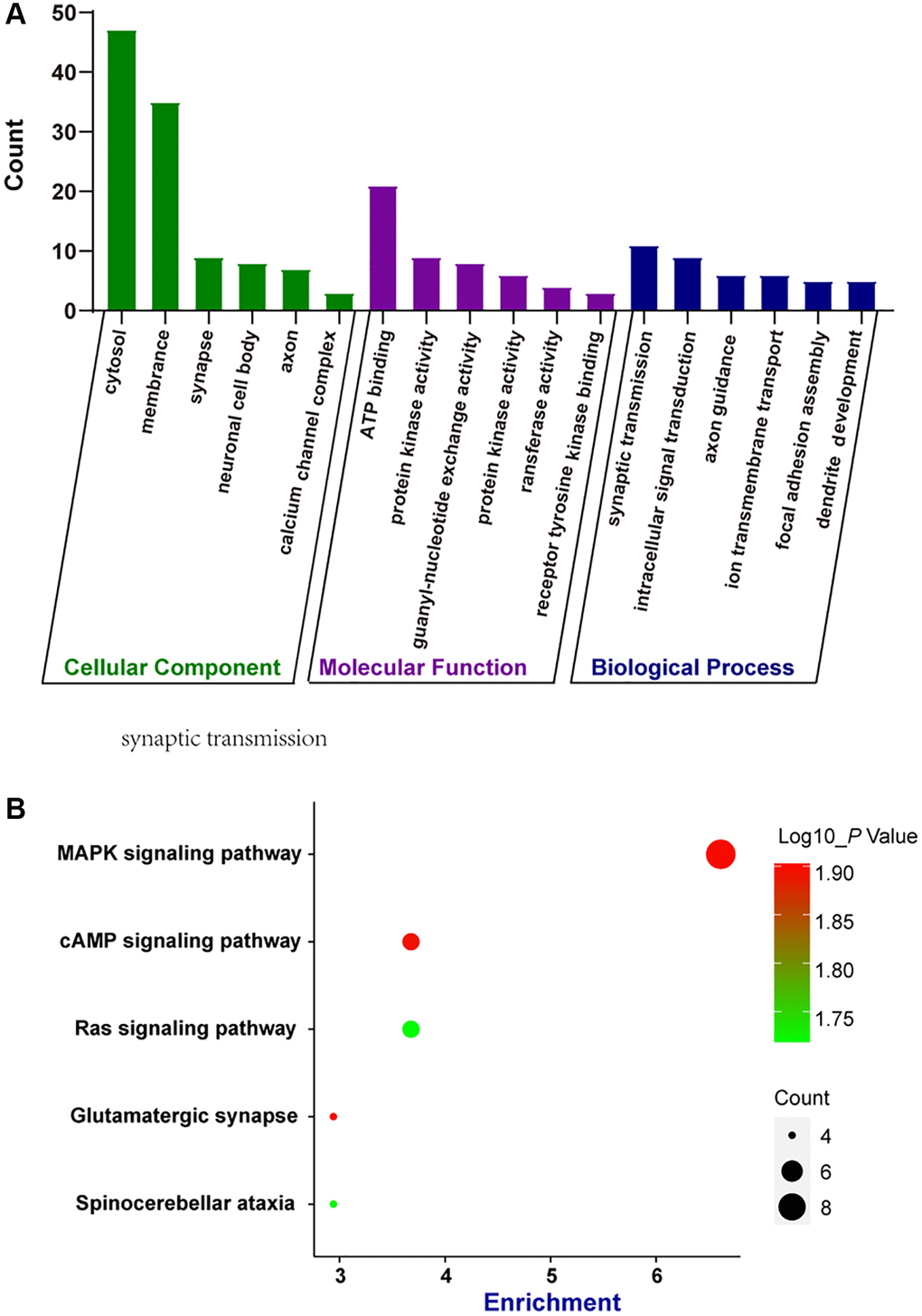 Bioinformatics analysis of parental genes of circRNAs by GO enrichment analysis and KEGG pathway analysis. (A) Gene ontology (GO) enrichment analysis included cellular components (CC), molecular functions (MF), and biological processes (BP). The functions of parental genes of the dysregulated circRNAs during retinal neurodegeneration were predicted by GO enrichment analysis. Fold enrichment analysis showed the regulation extent of the predicted functions compared with normal controls. (B) Bubble plot displayed the result of KEGG pathway analysis, showing the Top 5 signaling pathways predicted by parental genes of the dysregulated circRNAs during retinal neurodegeneration.