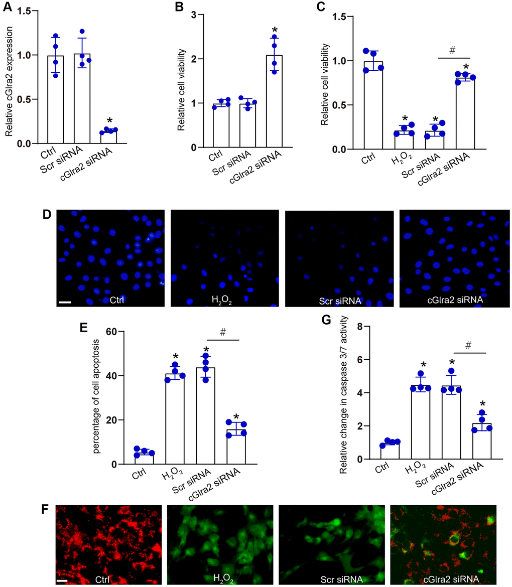 Silencing of cGlra2 protects against oxidative stress-induced RGC injury. (A) RGCs were transfected with scrambled (Scr) siRNA, cGlra2 siRNA, or left untreated (Ctrl) for 24 h. qRT-PCRs were conducted to examine the expression of cGlra2 (n = 4). (B) RGCs were transfected with scrambled (Scr) siRNA, cGlra2 siRNA, or left untreated (Ctrl) for 24 h. CCK-8 assays were performed to detect RGC viability (n = 4). (C–G) RGCs were transfected with Scr siRNA, cGlra2 siRNA, or left untreated (Ctrl) for 12 h and then exposed to H2O2 (100 μmol/L) to mimic oxidative stress for additional 36 h. CCK-8 assays were performed to detect RGC viability (C, n = 4). Hoechst staining and quantification analysis were performed to detect the changes of nuclei morphological characteristics of RGCs (D and E, n = 4, Scale bar: 50 μm). JC-1 staining was performed to detect the change of mitochondrial depolarization in RGCs (F, n = 4, Scale bar: 50 μm). Caspase 3/7 activity was performed to detect the degree of RGC apoptosis (G, n = 4). *P #P 