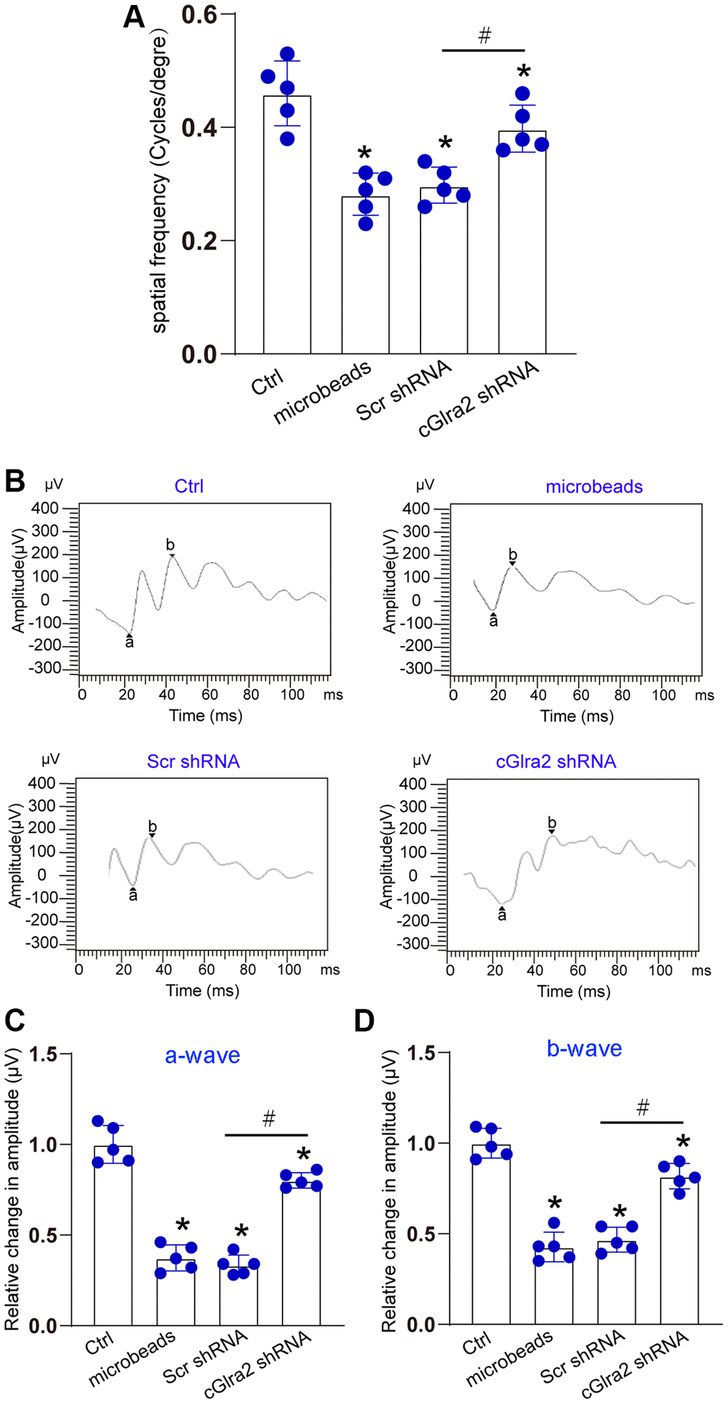 Silencing of Glra2 alleviates visual acuity and retinal function. (A) Visual acuity was detected by the Cerebral Mechanics OptoMotry virtual-reality optokinetic tracking system. A simple staircase method was employed to detect the highest level of spatial frequency visible to the mouse. All tests were conducted at maximum contrast with a drift speed of 12°/s, starting at a spatial frequency of 0.042 cyc/deg. (B–D) ERG analysis was performed according to the standard practice and used a 60 Hz low pass digital filter to eliminate the contaminating noises from OPs. The amplitude of a-wave was measured from the baseline to the most negative trough, whereas b-wave amplitude was measured from the trough of a-wave to the highest positive peak. The representative waves are shown in Figure 8B. The amplitudes of a-wave and b-wave were statistically calculated. *P #P 