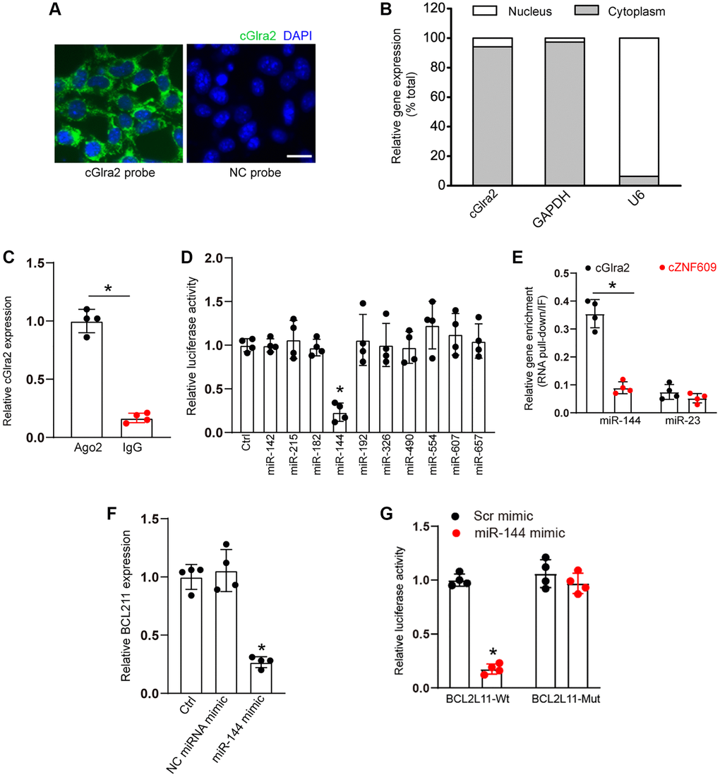 cGlra2 acts as a miRNA sponge in RGCs. (A, B) FISH assays (A) and qRT-PCR assays (B) were conducted to detect the cytoplasmic and nucleus expression of cGlra2 in RGCs. Scale bar: 20 μm. (C) The cytoplasmic fractions of RGCs were immunoprecipitated by Ago2 antibody or IgG. The amount of cGlra2 in RGCs were determined by qRT-PCRs (n = 4, P D) The entire cGlra2 sequence was cloned into pGL3 Luciferase Reporter to build Luc-cGlra2 vector. RGCs were co-transfected Luc-cGlra2 with different miRNA mimics. Luciferase activity was determined by the dual luciferase assay following 48-h transfection (n = 4, P E) The 3’-end biotinylated miR-144 or miR-23 were transfected into RGCs. Following streptavidin capture, the amount of cGlra2 or cZNF609 in bound fractions were determined by qRT-PCR assays. Relative immunoprecipitate (IP)/input ratios were plotted (n = 4, P F) RGCs were transfected with miR-144 mimics, scramble (Scr) miRNA mimics, or left untreated (Ctrl) for 24 h. qRT-PCRs were conducted to detect the levels of BCL211 expression (n = 4, *P G) RGCs were co-transfected LUC-BCL211 with or without miR-144 mimics or Scr miRNA mimics. Luciferase activity was determined by the dual luciferase assays at 24 h post transfection (n = 4, *P 