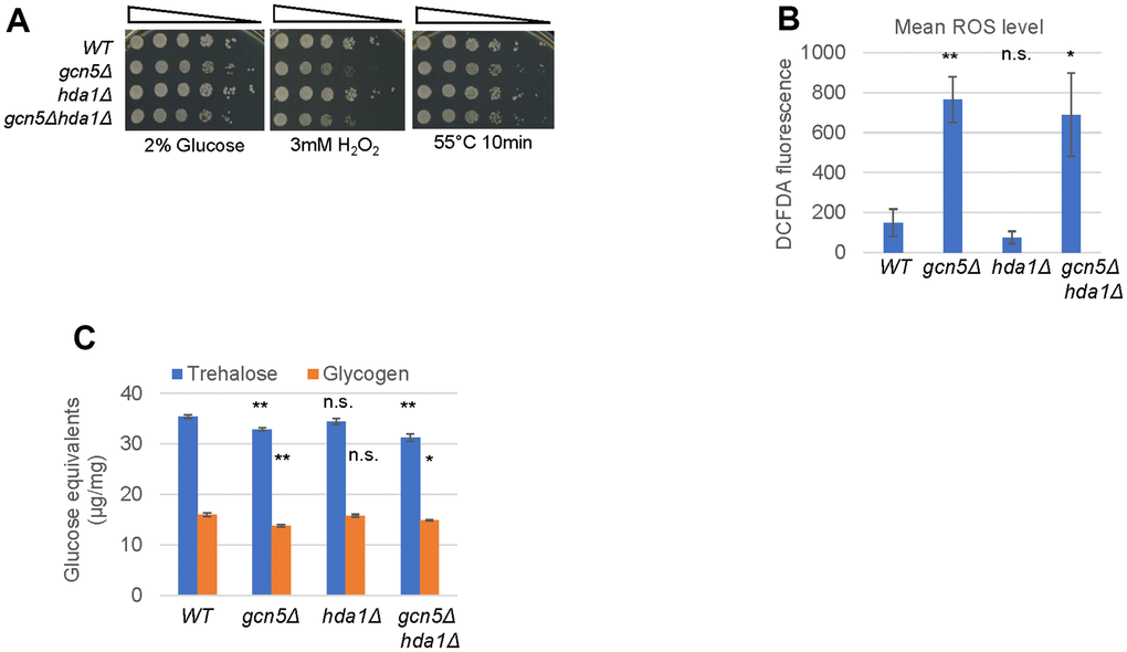 Gcn5 is necessary for redox homeostasis and stress resistance. (A) Oxidative and heat shock stress resistance displayed by early-stationary phase cells, (B) Mean ROS levels and (C) Trehalose and Glycogen accumulated in early-stationary phase cells. Error bar represents standard deviation calculated from biological triplicates. The significance of difference between WT and mutants was calculated by student’s t-test. ***: p  0.05.