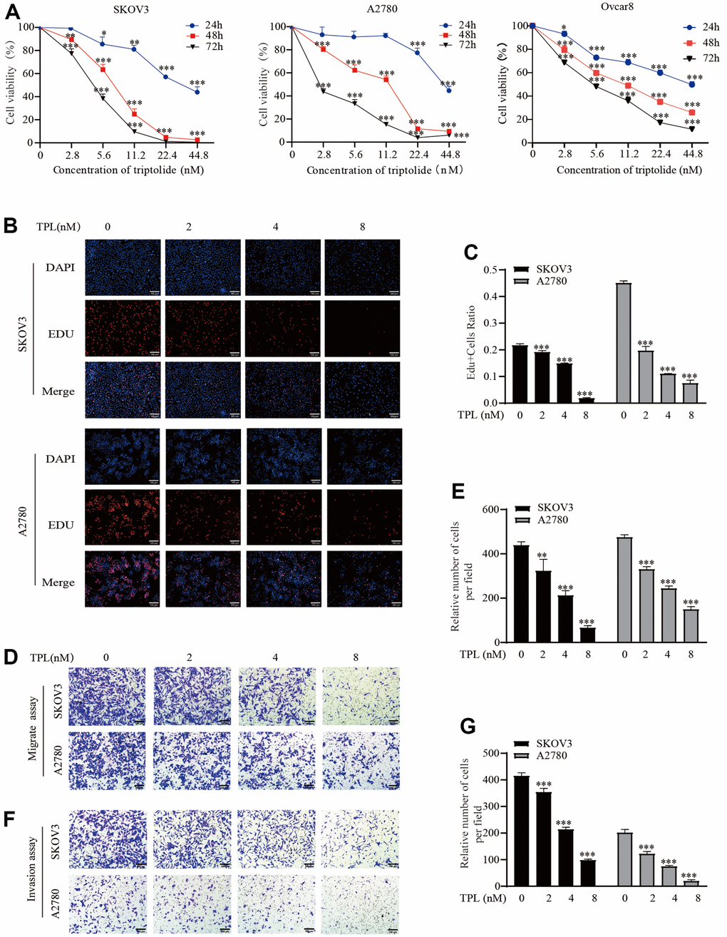 Triptolide inhibits EOC cells proliferation, migration, and invasion. (A) SKOV3, A2780, and Ovcar8 were incubated with TPL for 24, 48, or 72 h at various doses (0 – 44.8 nM). The cell cytotoxicity assays were detected using CCK-8 analysis and IC50 was calculated by GraphPad Prism software 8.0. (B, C) SKOV3 and A2780 cells proliferation after treatment with various doses of TPL by EdU incorporation assay, (C) quantification of EdU-positive cells were analyzed. (D, E) Migration assay showed TPL dampened migration ability of EOC cells, Graph (E) represents the positive cell’s number of migrations. Scale bar: 100 μm. (F, G) Invasion assays showed TPL dampened invasion ability of EOC cells, Graph (G) represents the positive cell’s number of invasions. Scale bar: 100 μm. All results were derived from three independent repeated experiments and represented by mean ± SD, * p p p 