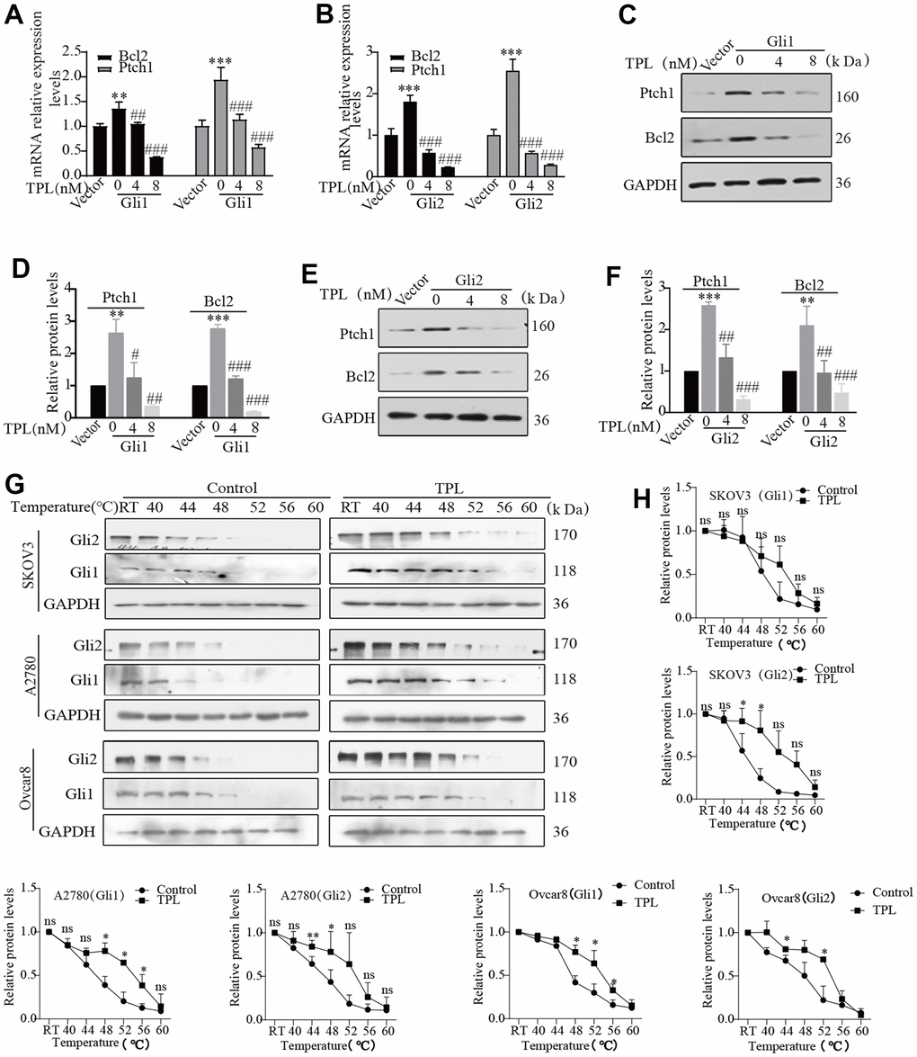 Triptolide blocks the Hh signaling pathway by interfering with Gli. (A–F) The HEK293T cells were transiently transfected with Gli1 or Gli2 plasmids for 24h, then incubated with different doses of TPL for 48 h, and then were conducted to qPCR and Western blot for Ptch1 and Bcl2 mRNA and protein levels. GAPDH was used for normalization. (G, H) CETSA was performed in SKOV3, A2780, and Ovcar8 cells, cells incubated with or without TPL (50 nM) for 4 h and then treated at different temperatures (RT, 40, 44, 48, 52, 56, 60° C), and protein levels of Gli1 and Gli2 were conducted by Western blot, GAPDH was used for normalization. All results were derived from three independent repeated experiments and represented by mean ± SD, * p p p p p p 