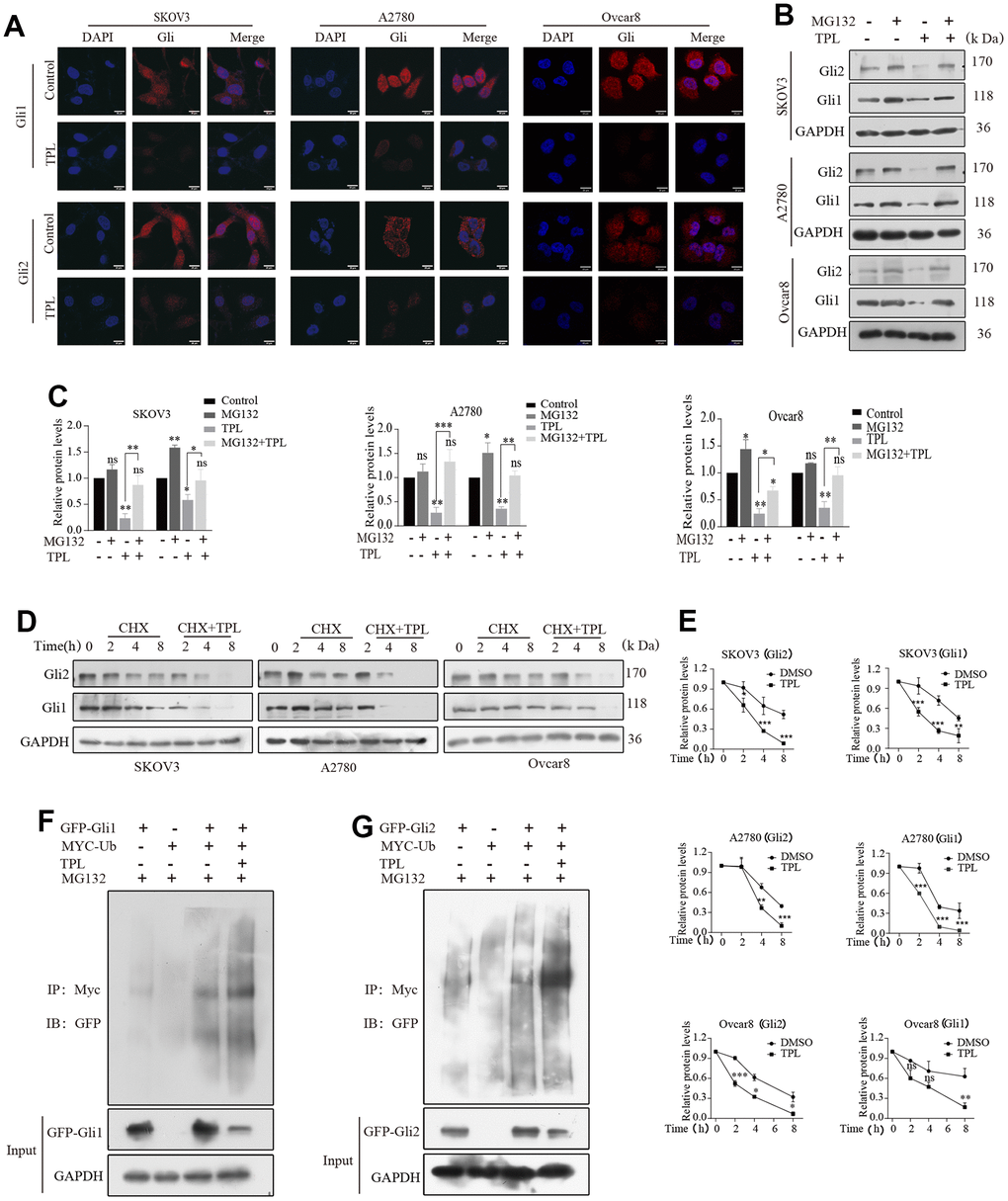 Triptolide enhanced the protein degradation of Gli1 and Gli2 through the ubiquitin-proteasome-dependent pathway. (A) TPL (4 nM) was applied to SKOV3 and A2780 cells for 24 h, and the results were separately detected using immunofluorescent assays with anti-Gli1 and anti-Gli2 antibodies. Scale bar: 20 μm. (B, C) SKOV3 and A2780 cells were incubated with TPL (4 nM) for 48h and then MG132 (10 μM) for 4h before harvesting and were subjected to Western blot for Gli1 and Gli2. (D, E) Cells were treated with cycloheximide (20 μM) with or without TPL (4 nM) and detected the protein levels of Gli1 and Gli2 by Western blot assay. (F, G) HEK293T cells were cotransfected with the Myc -Ub, Gli (GFP-Gli1 or GFP-Gli2), or the GFP control vector plasmids, and then the cells were further cultivated for 36 h with TPL after being cultured for 24 h. During the last 4h of TPL treatment, MG132 (10 μM) was added to every group. The protein lysates were examined by immunoprecipitation with an anti-MYC antibody, and the ubiquitinated protein levels were detected by Western blot in an anti-GFP antibody. All results were derived from three independent repeated experiments and represented by mean ± SD, * p p p 