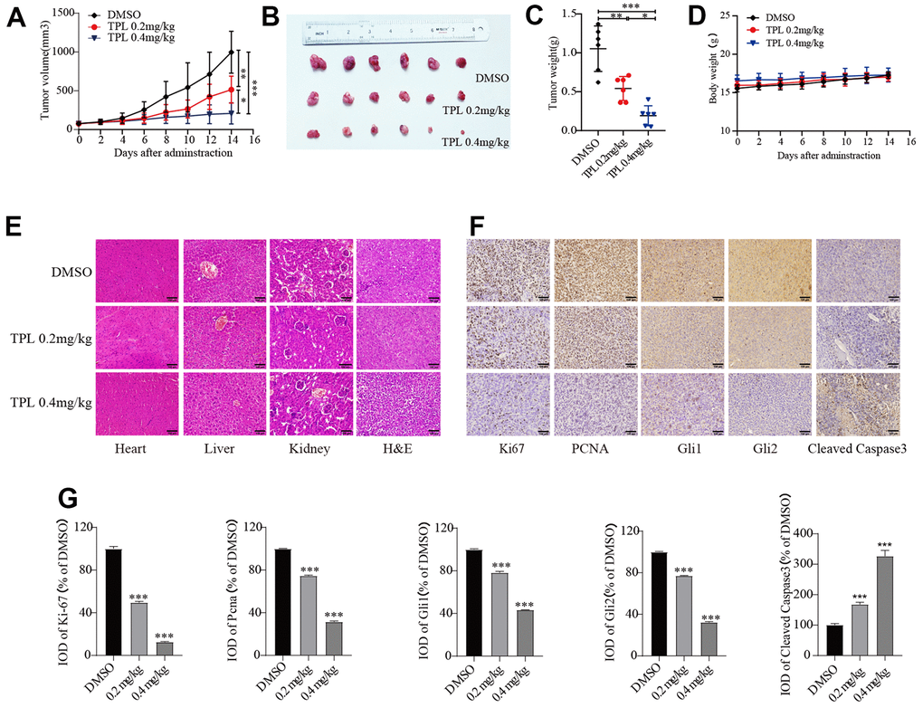 Triptolide repressed tumor growth in A2780 xenografts. (A) The tumor volume curve. (B) Tumor samples were shown. (C) Tumor weight. (D) Body weight of mice. (E) H&E staining was used to observe the toxic and side effects of the TPL. (F, G) The expressions of Ki67, PCNA, Gli1, Gli2, and Cleaved Caspase 3 in tumor tissues of each group were detected by IHC. Quantitative data are presented in graph (G). Scale bar: 100 μm. * p p p 