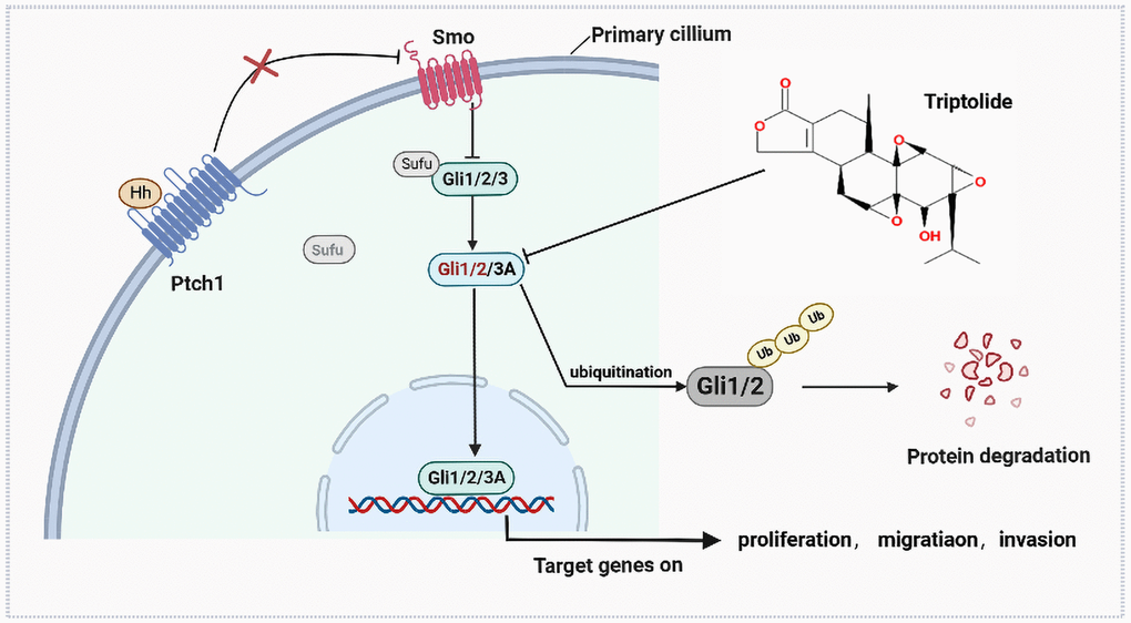 The antitumor mechanism of triptolide.