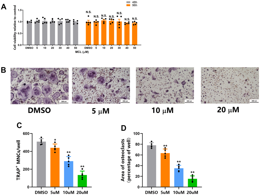 Micheliolide inhibited osteoclastogenesis without any cytotoxicity. (A) BMMs were seeded on 96-well plates at a density of 1.5*104 cells/well. Then cells were treated with vehicle or different concentrations (5 ug/ml, 10 ug/ml, 20 ug/ml) of Micheliolide for 48 or 96 hours. The cell viability was measured by CCK-8 kit. (B) Representative TRAP staining images from BMMs treated with vehicle or different concentrations (5 ug/ml, 10 ug/ml, 20 ug/ml) of Micheliolide in osteoclastogenesis medium for 5 days. Scale bar = 200 um. (C) Numbers of TRAP positive multinuclear osteoclasts from different groups. (D) Area of TRAP positive multinuclear osteoclasts from different groups. All data: mean ± SD, n=5, N.S. no significant difference between each group.