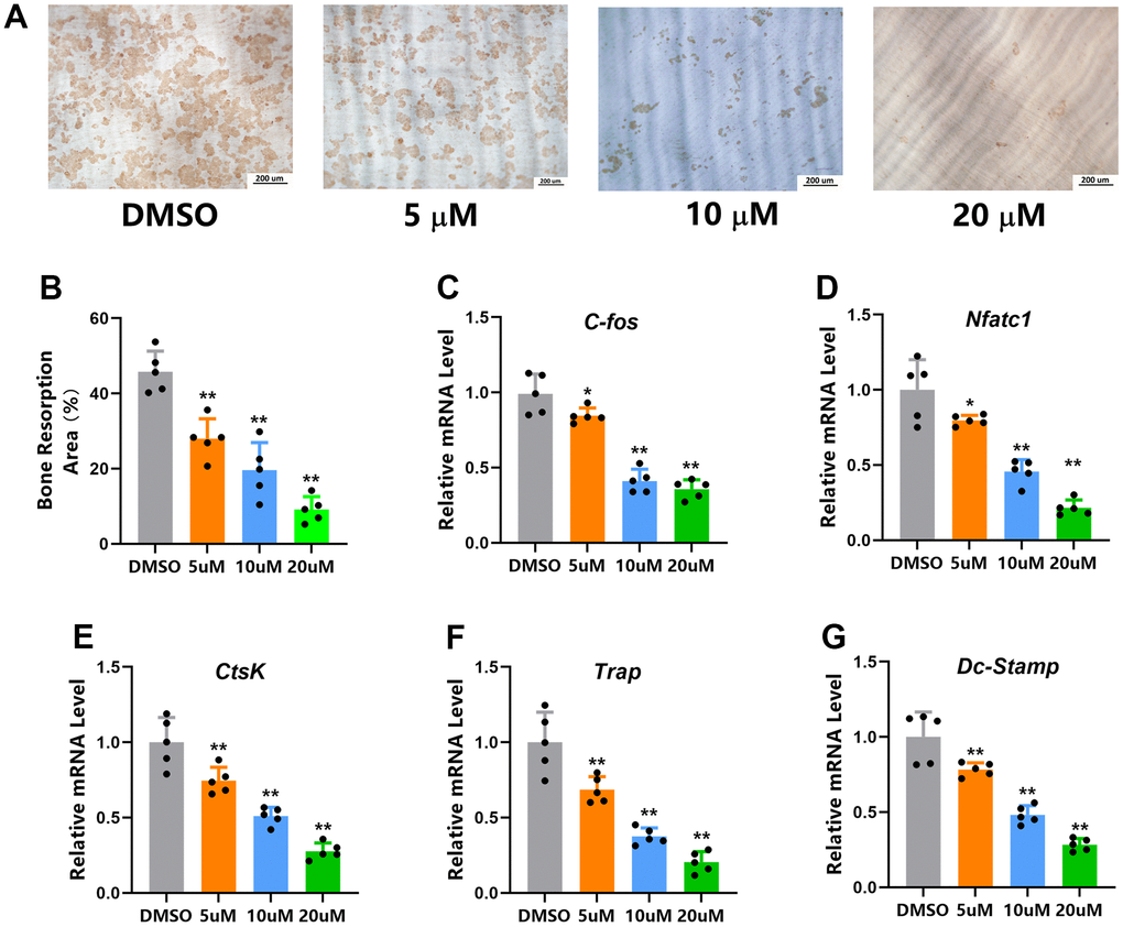 Micheliolide inhibited osteoclast bone resorption and related gene expressions. (A) Representative images of bone resorption pits. (B) Bone resorption area (brown area) was measured. (C–G) mRNA expression of C-fos, Nfatc-1, CtsK, Trap and Dc-Stamp of mice BMMs received treatment of indicated doses of Micheliolide (5 ug/ml, 10 ug/ml, 20 ug/ml) or vehicle in the presence of M-CSF and RANKL for 5 days. All data: mean ± SD, n=5, *p 