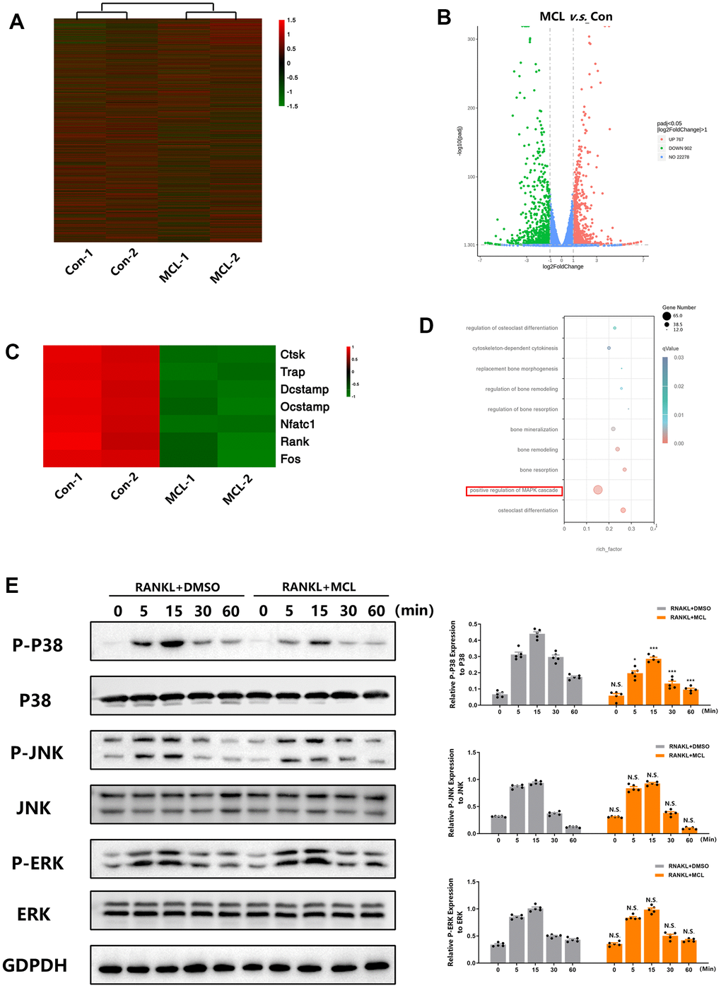 Micheliolide inhibited RANKL-induced activation of the p38 MAPK signaling pathway during osteoclast differentiation. BMMs were plated at the same density of 2.5*103 cell/cm in 4 different wells. 2 wells received DMSO treatment (Con-1, Con-2) and another 2 wells received 20 uM Micheliolide (MCL-1, MCL-2) treatment in the presence of M-CSF and RANKL for 5 days. Then, samples were collected and sent for RNA-seq. (A) Heatmap of the total 23947 detected genes in control and Micheliolide treatment group. (B) Volcano Plot of the detected genes. (C) Heatmap of osteoclast related genes detected in control and Micheliolide treatment group. (D) GO analysis of the RNA-sequencing. (E) BMMs were pre-treated with DMSO or Micheliolide (20 uM) for 2 hours, then stimulated with RANKL for indicated times (0, 5, 15, 30, 60 min). Proteins were collected and WB for MAPK signaling pathway was performed. All data: mean ± SD, n=5, *p 