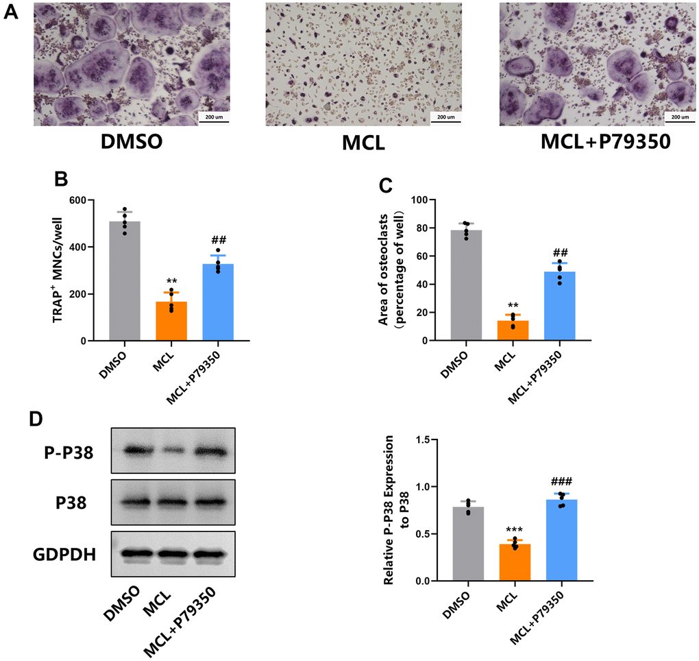 The p38 agonist partly rescued the inhibitory effect of Micheliolide on osteoclastogenesis. BMMs were isolated, treated with “DMSO” or “MCL” (20 uM) or “Micheliolide and P79350” in each group together with M-CSF and RNAKL for 5 days. (A) Representative TRAP staining pictures. (B, C) Number and area of osteoclasts from each group were measured and quantified. (D) WB for P-P38, P38 and GAPDH was performed. All data: mean ± SD, n=5, **p 