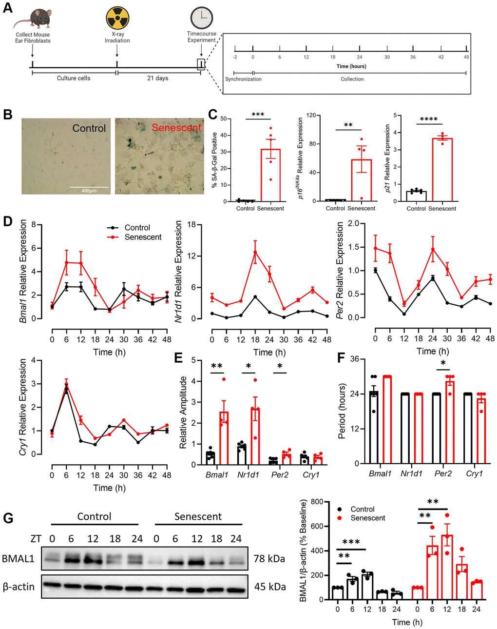 Rhythmicity and abundance of core circadian clock components are altered in senescence. (A) Experimental outline for collection and culturing of cells, senescence induction and time course experiment. (B, C) SA-β-gal staining and qPCR for CDKIs p16INK4a and p21 in cells isolated from C57/BL6 mice. (D) Expression of core circadian clock genes Bmal1, Nr1d1, Per2, and Cry1 in control and senescent cells. (E) Quantification of relative amplitude of Bmal1, Nr1d1, Per2, and Cry1 in control and senescent cells. (F) Quantification of period of Bmal1, Nr1d1, Per2, and Cry1 in control and senescent cells. (G) Representative western blot and quantification of BMAL1 in control and senescent cells, normalized to β-actin. Data is presented with mean +/− SEM; two-tailed unpaired Student’s t-test (C, E, F) and one-way ANOVA tests with Dunnett’s post hoc test for multiple comparisons (G) were used with significance indicated as *P **P ***P ****P n = 4 replicates for senescent qPCR, n = 6 for control qPCR, n = 3 replicates for western blots. Scale bar in (B) is 400 μm.