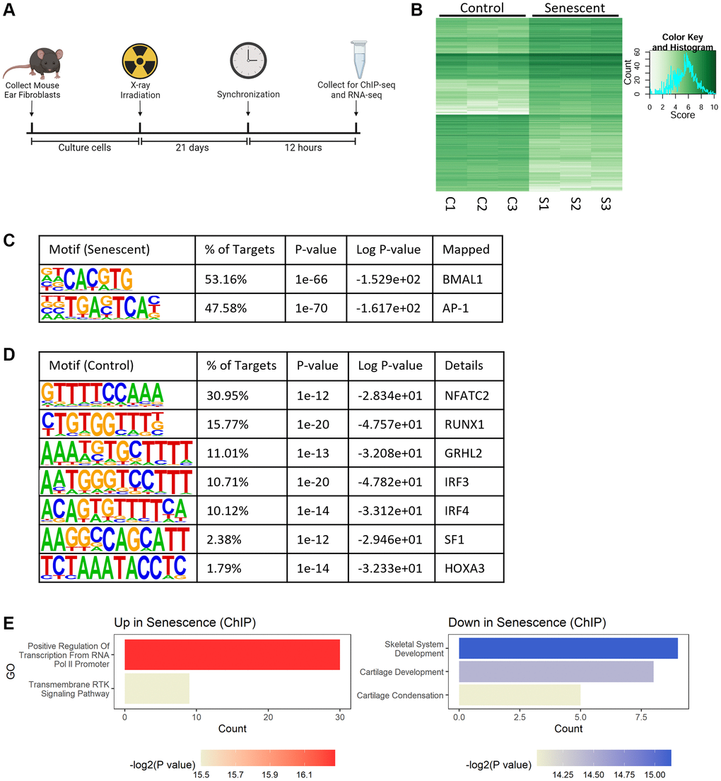 BMAL1 is localized at AP-1 binding sites in senescence. (A) Experimental outline for collection and culturing of cells, senescence induction and collection. (B) Differential binding between control and senescent cells identified by BMAL1-ChIP-seq. (C, D) Top motifs enriched in senescent cells (C) and control cells (D). (E) Gene ontology of pathways up- and downregulated in BMAL1-ChIP-seq targets in senescent cells. n = 3 replicates for BMAL1-ChIP-seq.