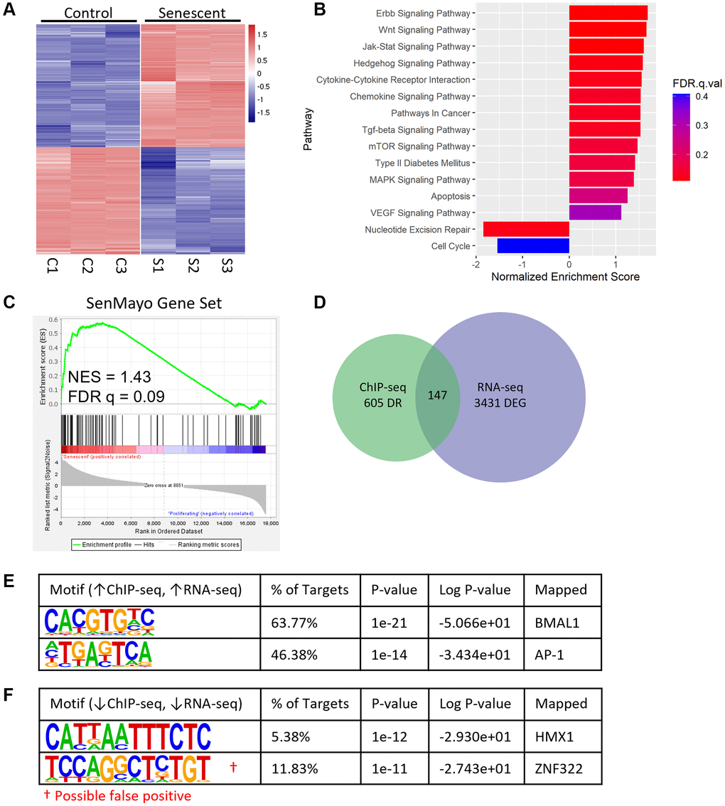 BMAL1 binding correlates with enriched gene expression in senescence. (A) Heatmap of DEGs from control and senescent RNA-seq. (B) Enriched pathways in senescent cells identified by KEGG, negative NES indicates pathways enriched in control cells. (C) GSEA enrichment plot of the SenMayo gene set in senescent cells. (D) Venn diagram of DEGs from RNA-seq and differentially bound regions from BMAL1-ChIP-seq. (E, F) Top motifs enriched in senescent cells with increased gene expression (E) and enriched in control cells with increased gene expression (F). n = 3 replicates for RNA-seq, n = 3 replicates for BMAL1-ChIP-seq. False positives are indicated with red†.