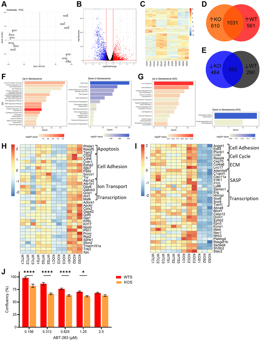 BMAL1 contributes to AP-1 mediated transcriptional control of the senescence program and confers resistance to apoptosis. (A) PCA plot of control and senescent WT and KO RNA-seq. (B, C) Volcano plot (B) and heatmap (C) of DEGs from WT and KO RNA-seq. (D, E) Venn diagrams of DEGs up- (D) and down- (E) regulated in WTS or KOS cells. (F, G) Gene ontology of pathways up- and downregulated in both WT and KO cells (F), and only in KO cells (G). (H, I) Heatmap of DEGs which are also AP-1 target genes upregulated (H) or downregulated (I) in KOS cells. (J) Confluence in senescent WT and KO cells after incubation with 0.156 μM, 0.313 μM, 0.625 μM, 1.25 μM and 2.5 μM ABT-263. Data is presented with mean +/− SEM; two-way ANOVA test with Sidak’s post hoc test for multiple comparisons were used (J) with significance indicated as *P **P ***P ****P n = 3 replicates for RNA-seq. n = 16 replicate fields for WTS confluence and n = 12 replicate fields for KOS confluence.