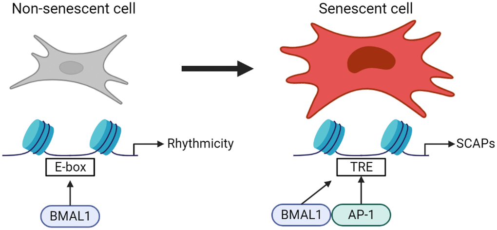 Normal behavior of BMAL1 in driving transcription in non-senescent cells is lost in favor of narrow binding to AP-1 binding sites in senescence, and in a senescent context BMAL1 mediates expression of AP-1 target genes conferring resistance to apoptosis. This highlights a previously unappreciated role of the core circadian clock component BMAL1 on the molecular phenotype of senescent cells.