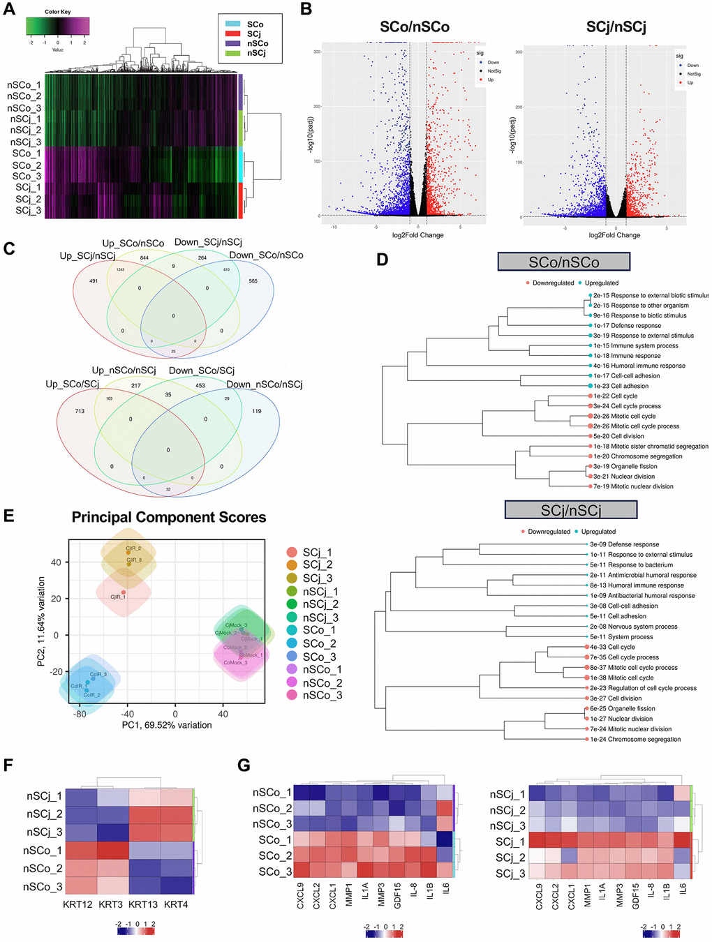 Comprehensive transcriptional analysis of senescent corneal and conjunctival epithelial cells. (A) Clustering analysis of senescent CoEpiCs (SCo), non-senescent CoEpiCs (nSCo), senescent CjEpiCs (SCj) and non-senescent CjEpiCs (nSCj) (n = 3 for each condition). (B) Volcano plot comparing SCo and nSCo (left panel), as well as SCj and nSCj (right panel). (C) Analysis of differentially expressed genes in SCo, nSCo, SCj, and nSCj. (D) Gene ontology analysis of upregulated or downregulated genes comparing SCo and nSCo (top panel), as well as SCj and nSCj (bottom panel). (E) Principal component analysis of SCo, nSCo, SCj, and nSCj. (F) Expression analysis of cell-specific keratin genes. (G) Expression of senescence-associated secretory phenotype (SASP)-related genes comparing SCo and nSCo (left panel), as well as SCj and nSCj (right panel).