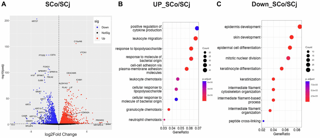 Comparison of gene expression patterns between senescent corneal and conjunctival epithelial cells. (A) Volcano plot comparing SCo and SCj. (B) Gene ontology analysis of upregulated genes in SCo compared to SCj. (C) Gene ontology analysis of downregulated genes in SCo compared to SCj. Abbreviations: SCo: senescent corneal epithelial cells; nSCo: non-senescent corneal epithelial cells; SCj: senescent conjunctival epithelial cells; nSCj: non-senescent conjunctival epithelial cells.