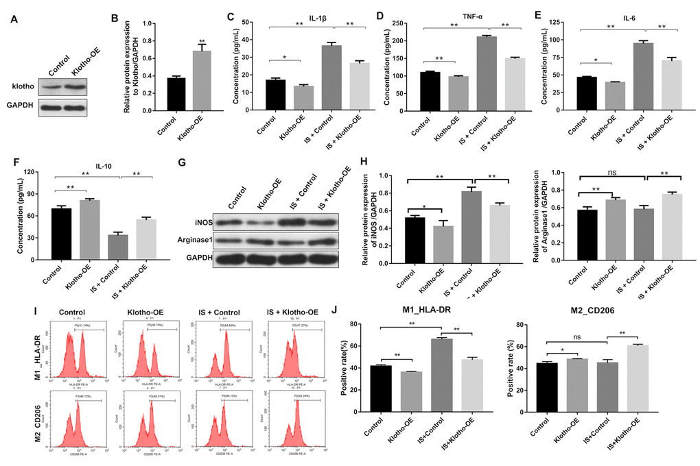 Overexpression of Klotho suppresses the IS-induced inflammatory response in macrophages by stimulating M2 polarization. (A) THP-1 cells were exposed to PMA (160 nM) for 48 h, incubated in PMA-free medium for 24 h, and then transfected with the Klotho expression plasmid for 24 h. Klotho expression in cells was evaluated by western blotting. (B) Klotho expression was normalized to GAPDH. (C–F) THP-1 cells were exposed to PMA (160 nM) for 48 h, incubated in PMA-free medium for 24 h. Subsequently, cells were transfected with Klotho expression plasmid or treated with 2 mM IS for 24 h respectively. Meanwhile, cells were transfected with Klotho expression plasmid for 24 h in the presence of 2 mM IS. The levels of IL-10, IL-6, TNFα, and IL-1β in cells were evaluated by ELISA. (G) The expression of iNOS and Arginase1 in cells was analyzed by western blotting. (H) The expression of iNOS and Arginase1 in cells was normalized to GAPDH. (I) Representative FACS plots for HLA-DR, a marker of M1 macrophages, and CD206, a marker of M2 macrophages. (J) The percentages of HLA-DR- and CD206+ cells were detected by FACS. *P 